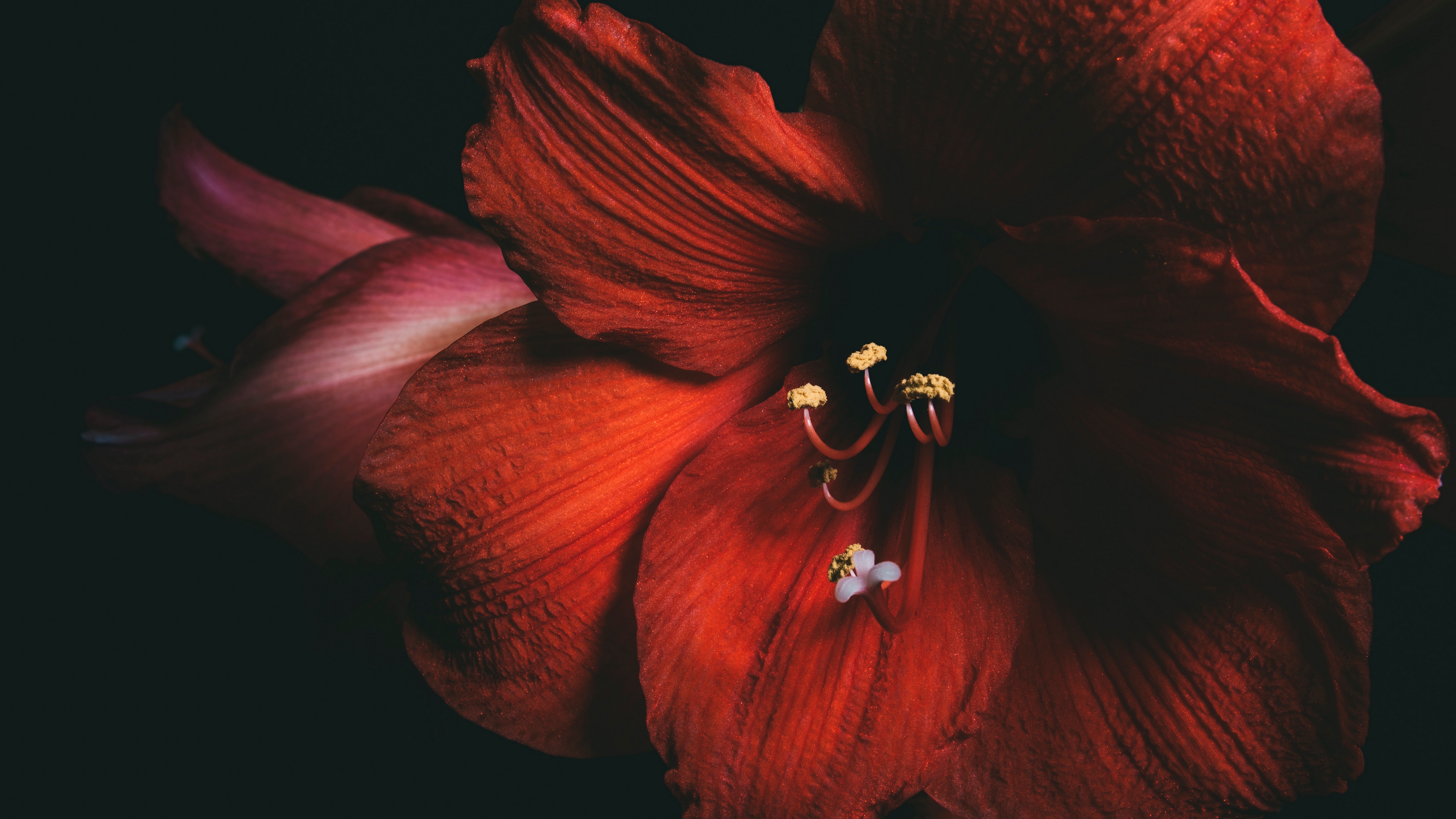 amaryllis flower red petals close up 4k 1540575759