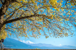 autumn cycle sky tree leaves 4k 1540134400