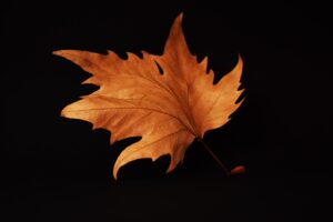 autumn leaf black background 4k 1540134133