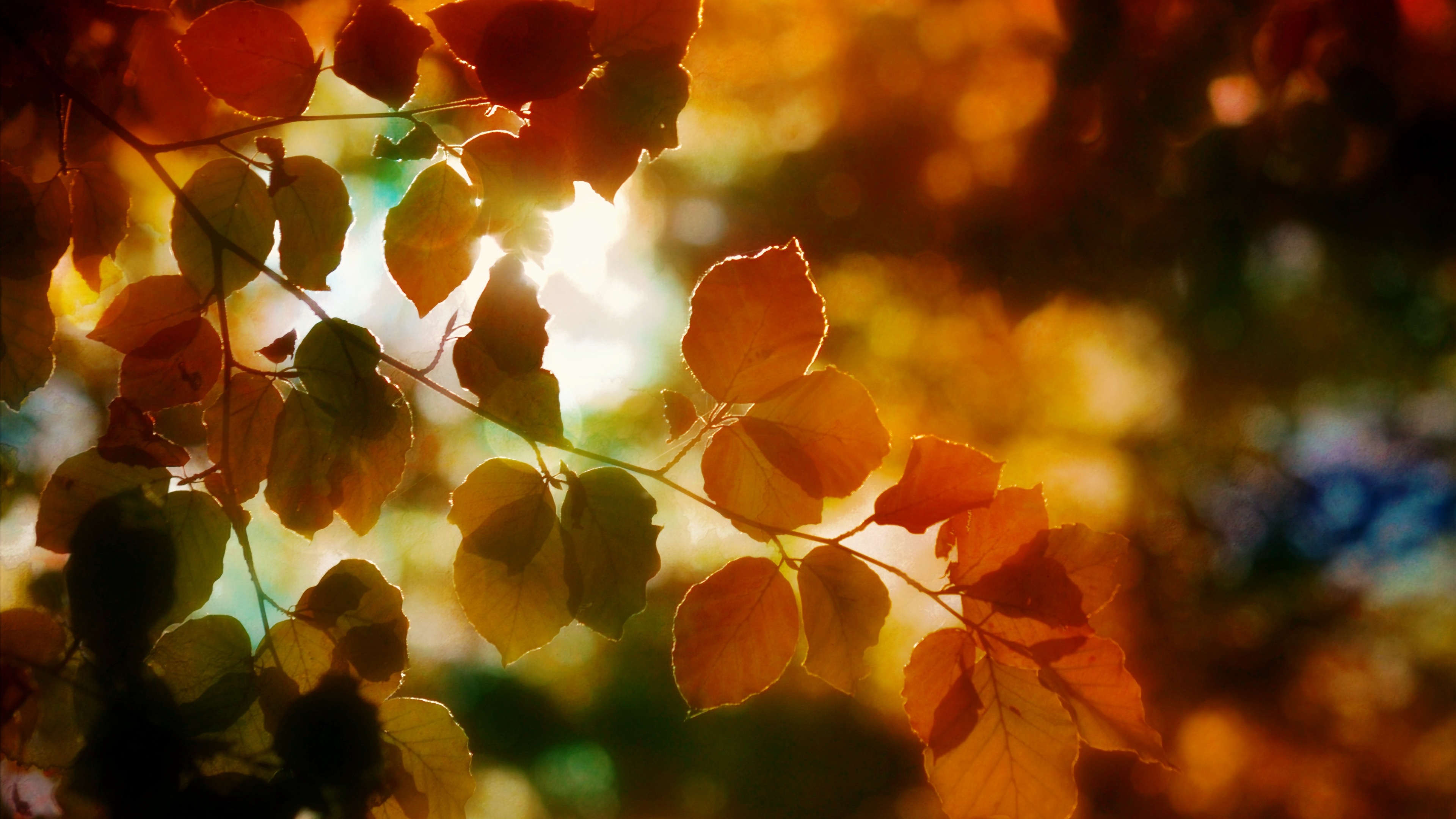 autumn light leaves 4k 1540134398