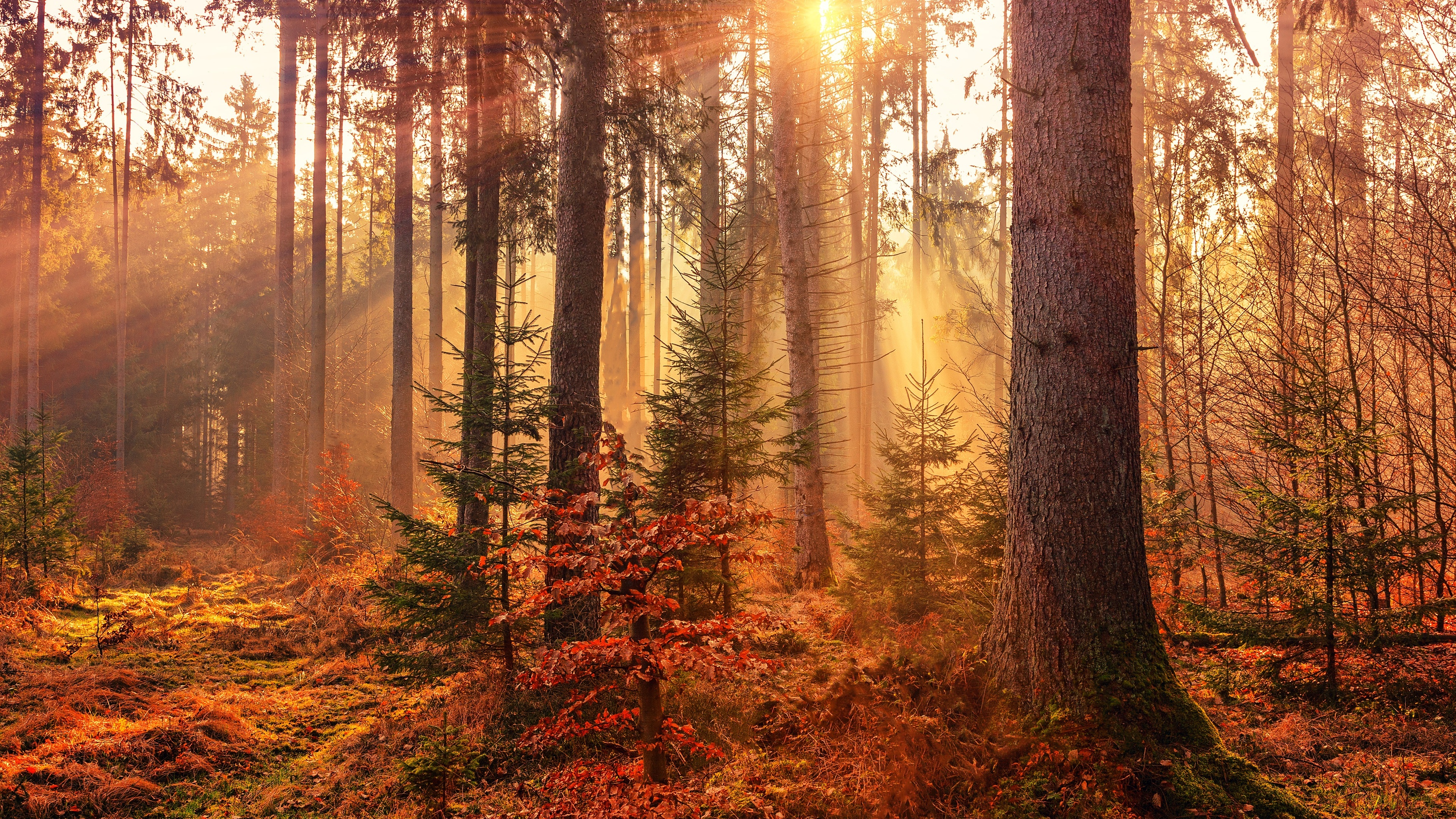 autumn sunbeams forest light rays 4k 1540139299