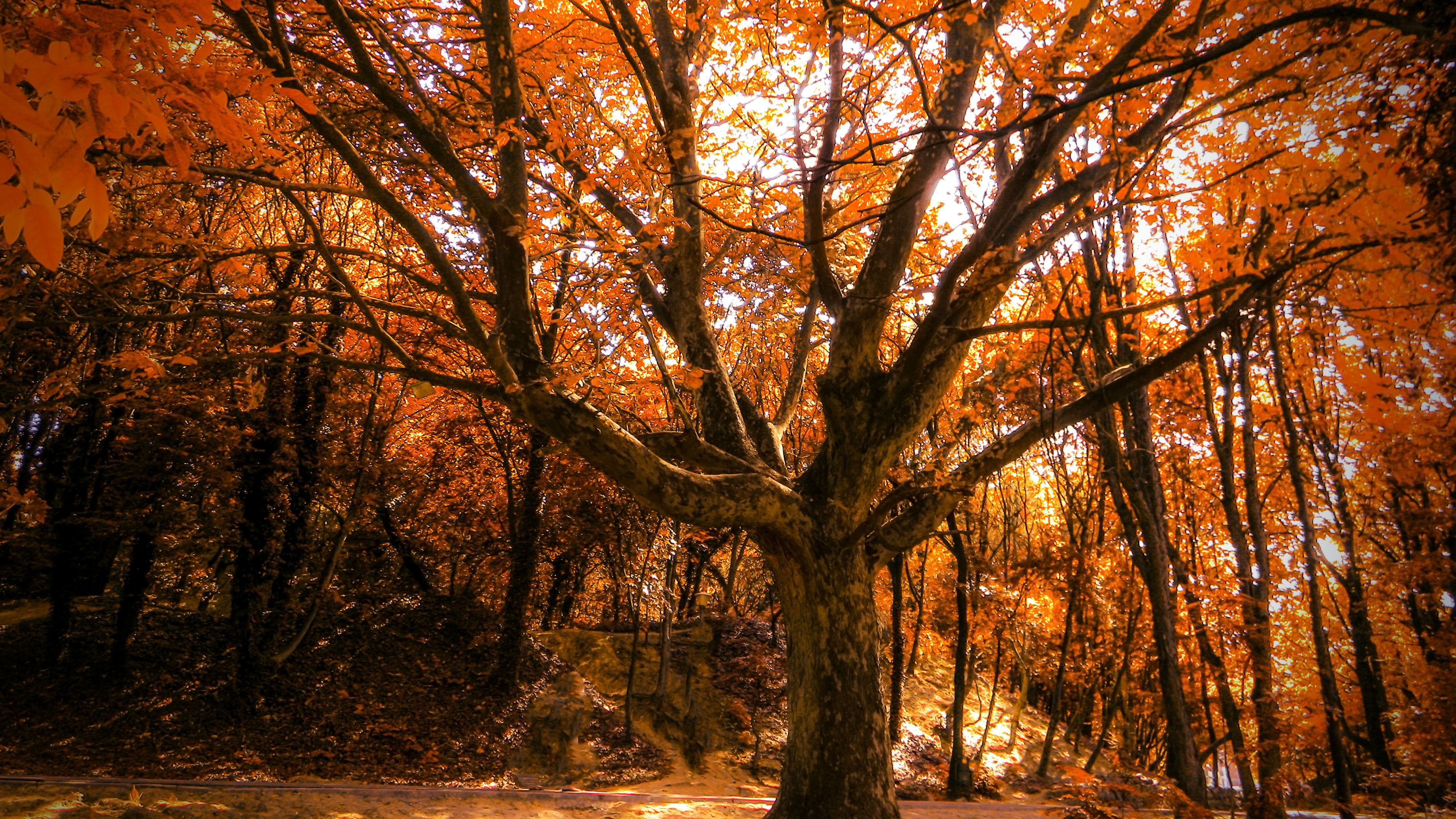 autumn tree 4k 1540142950