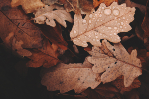 autumn withered leaves 4k 1540134646