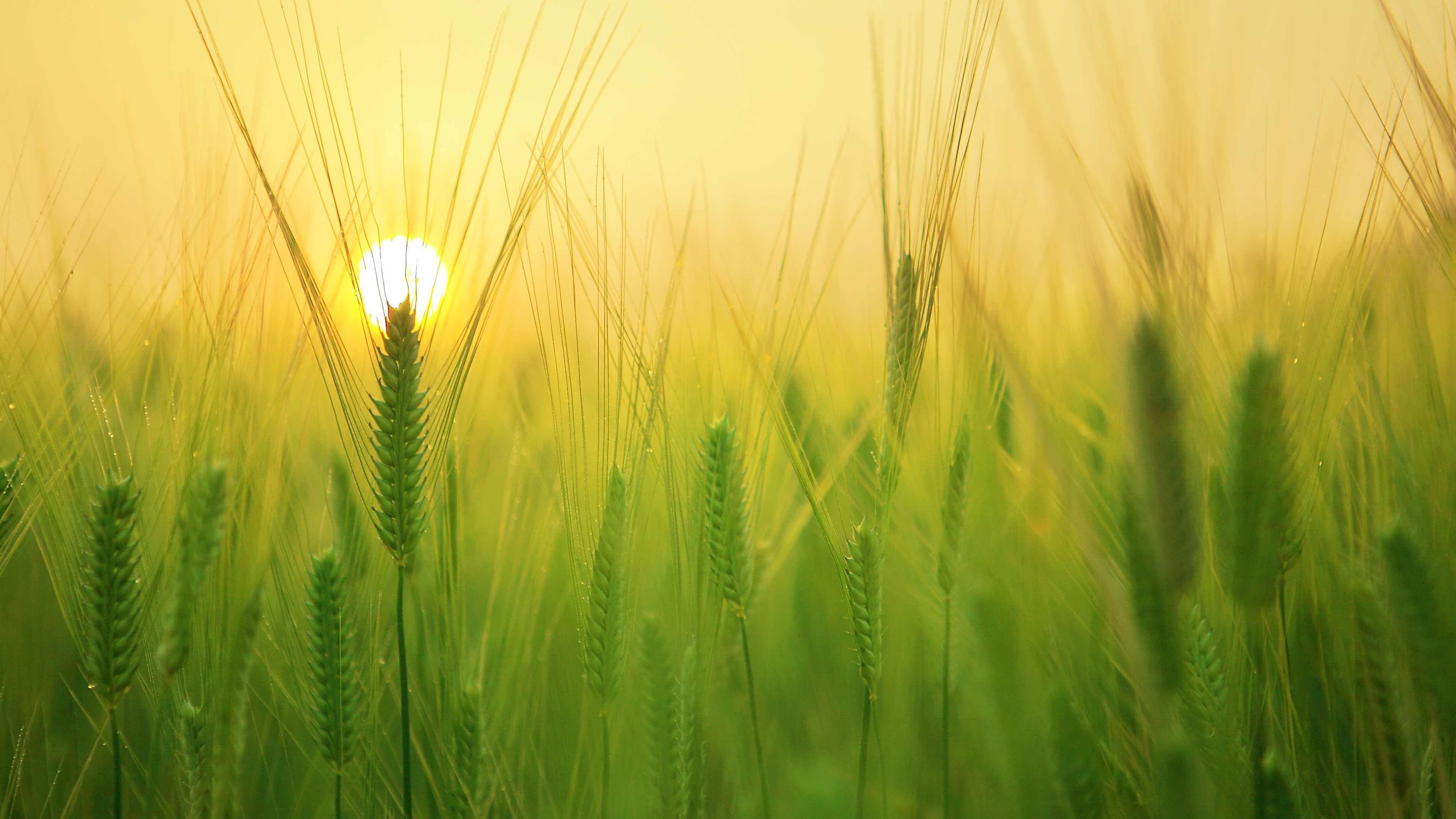 barley field 4k 1540135255