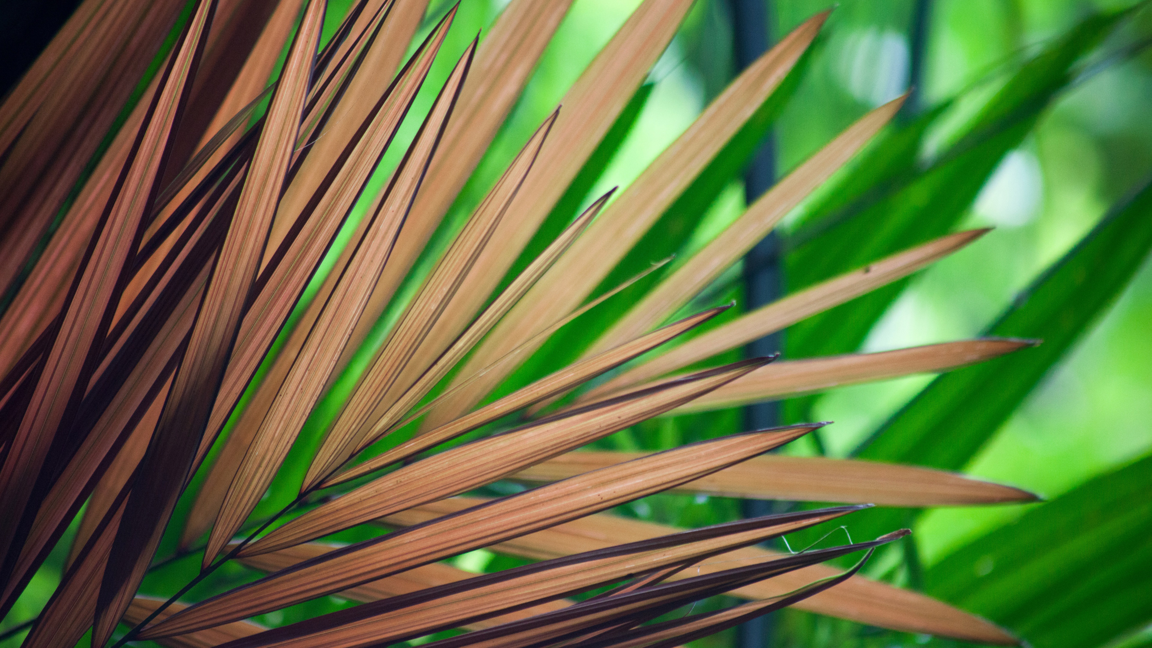 beautiful tree leaves 4k 1540132151