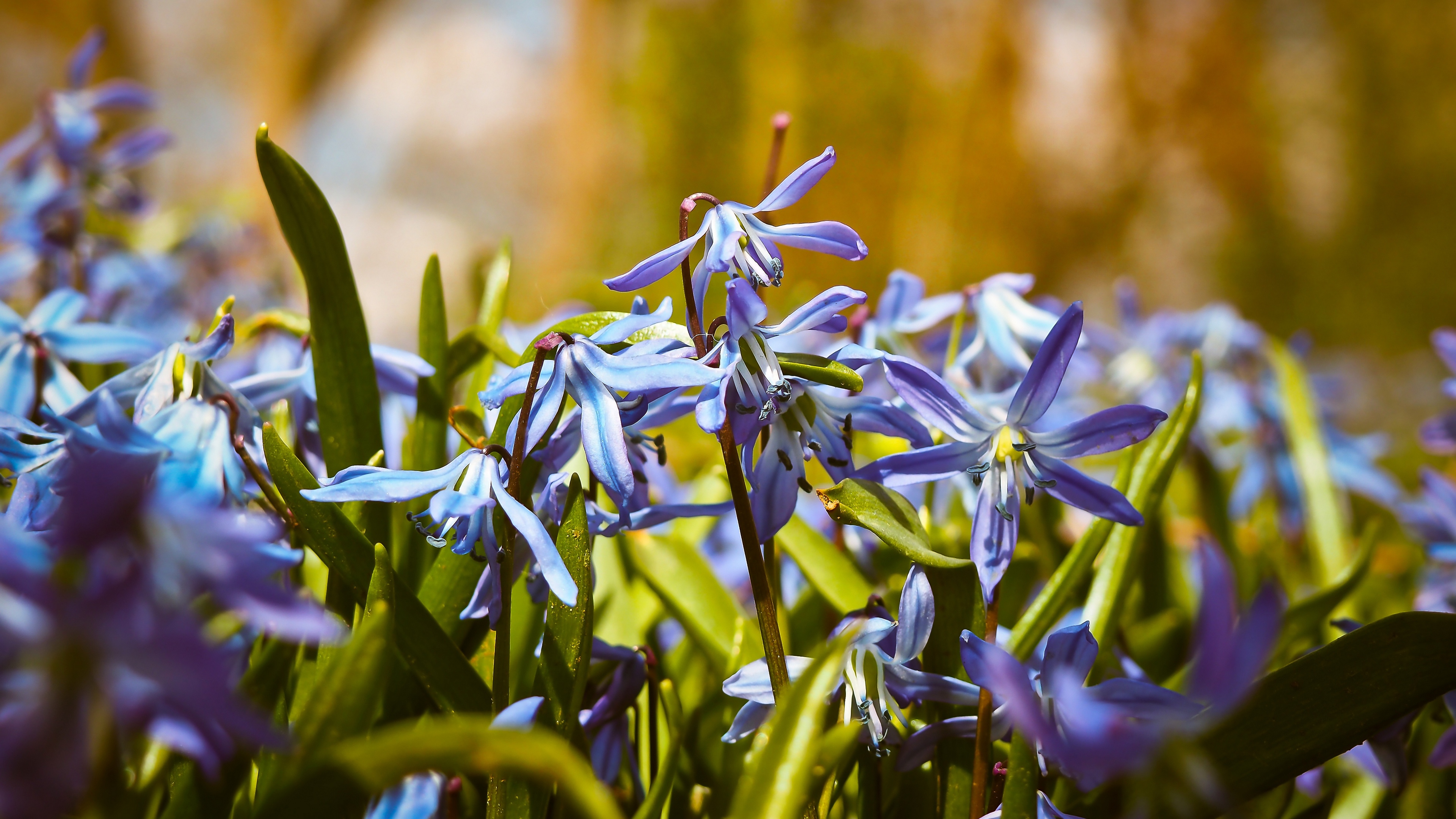 bells flowers macro 4k 1540064803