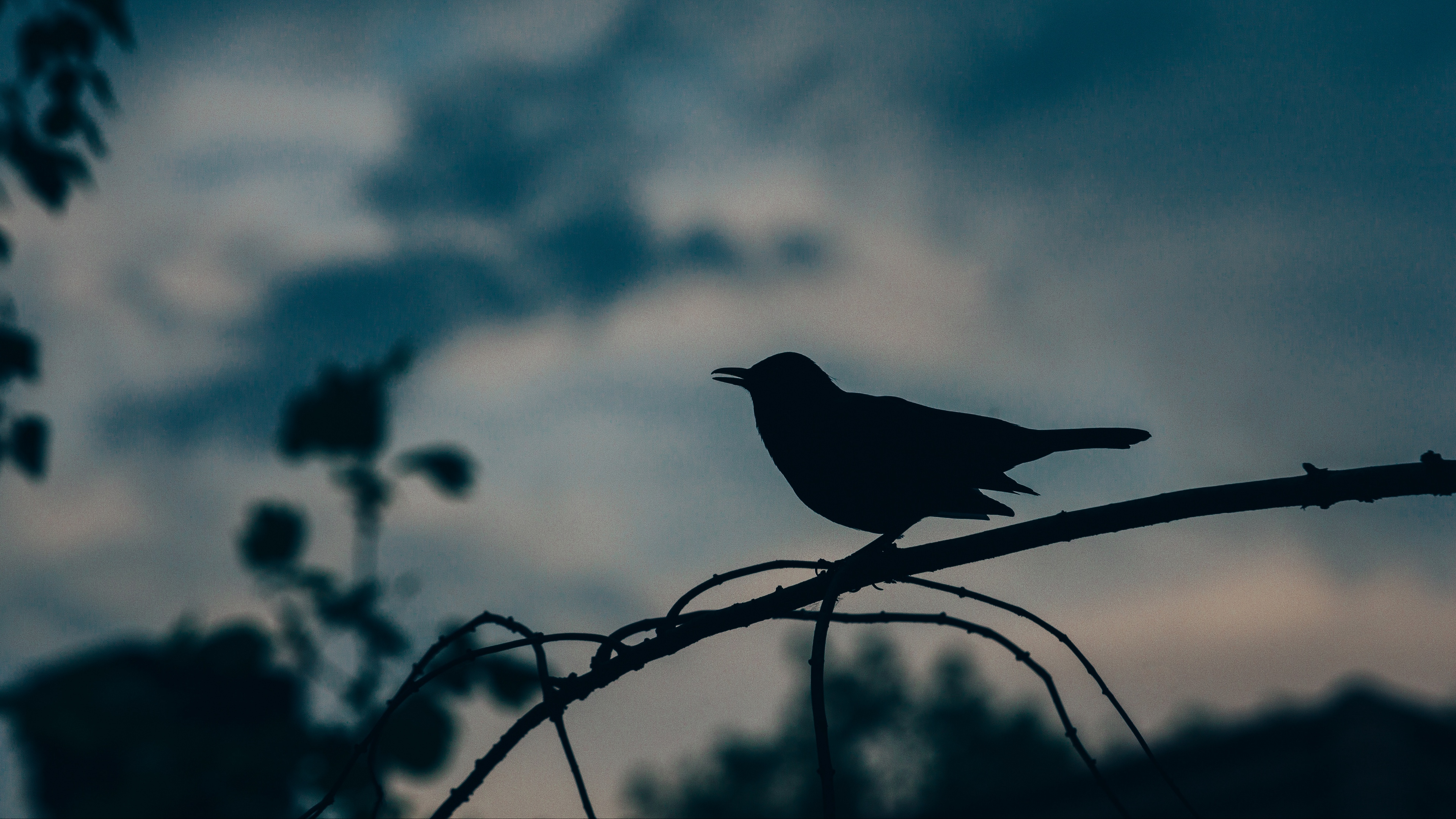 bird silhouette branch 4k 1540576320