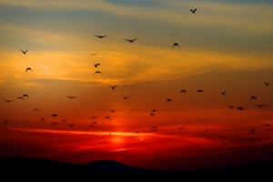 birds flying towards sunset 4k 1540136957