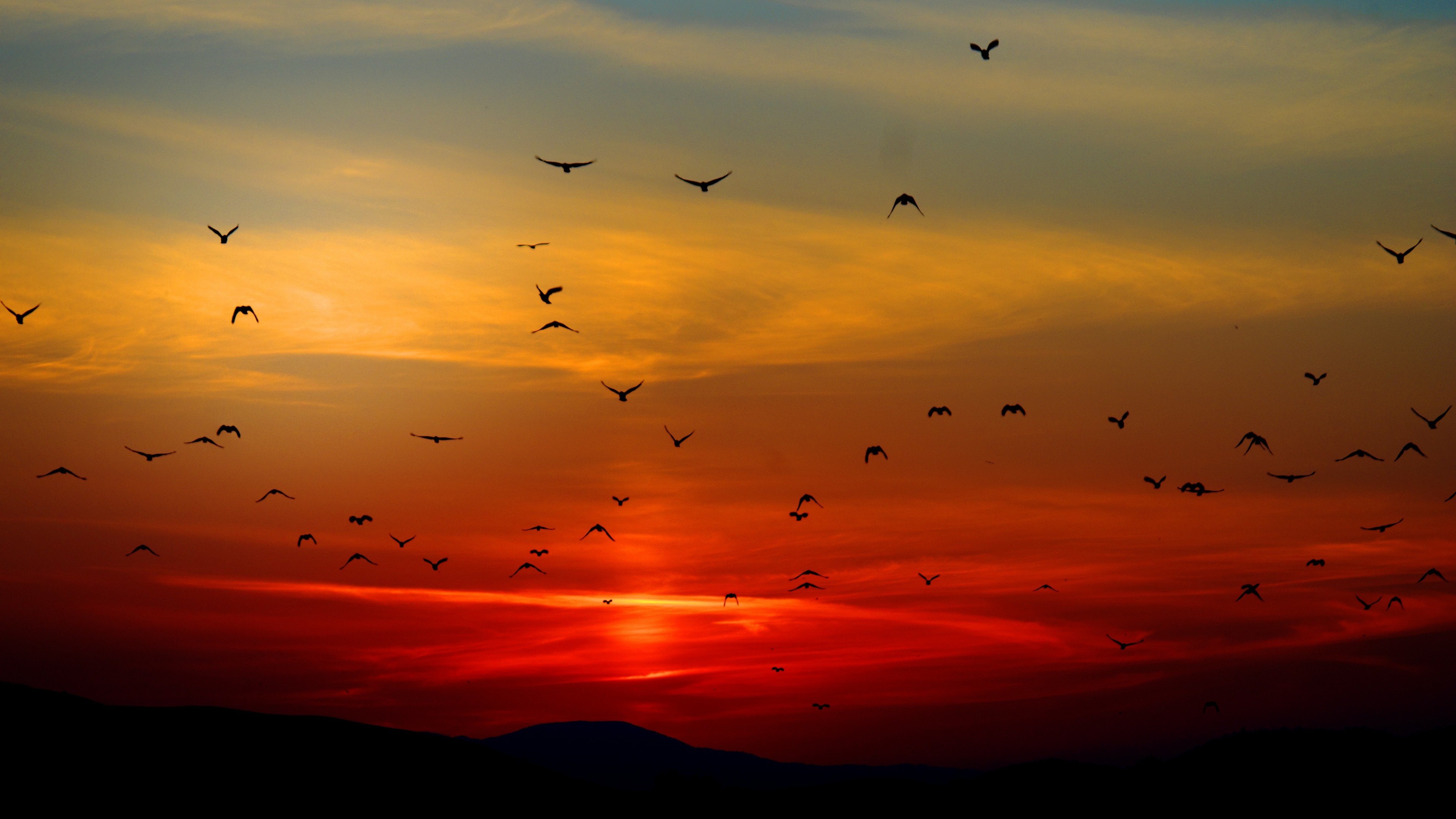 birds flying towards sunset 4k 1540136957