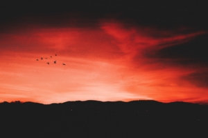 birds night sky horizon 4k 1540576393