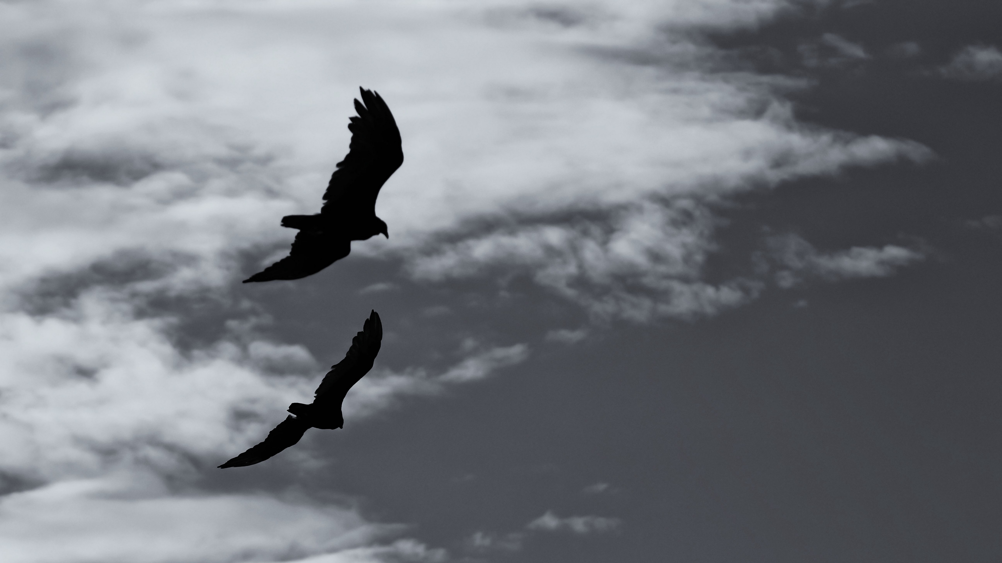 birds silhouette flight sky bw 4k 1540574462