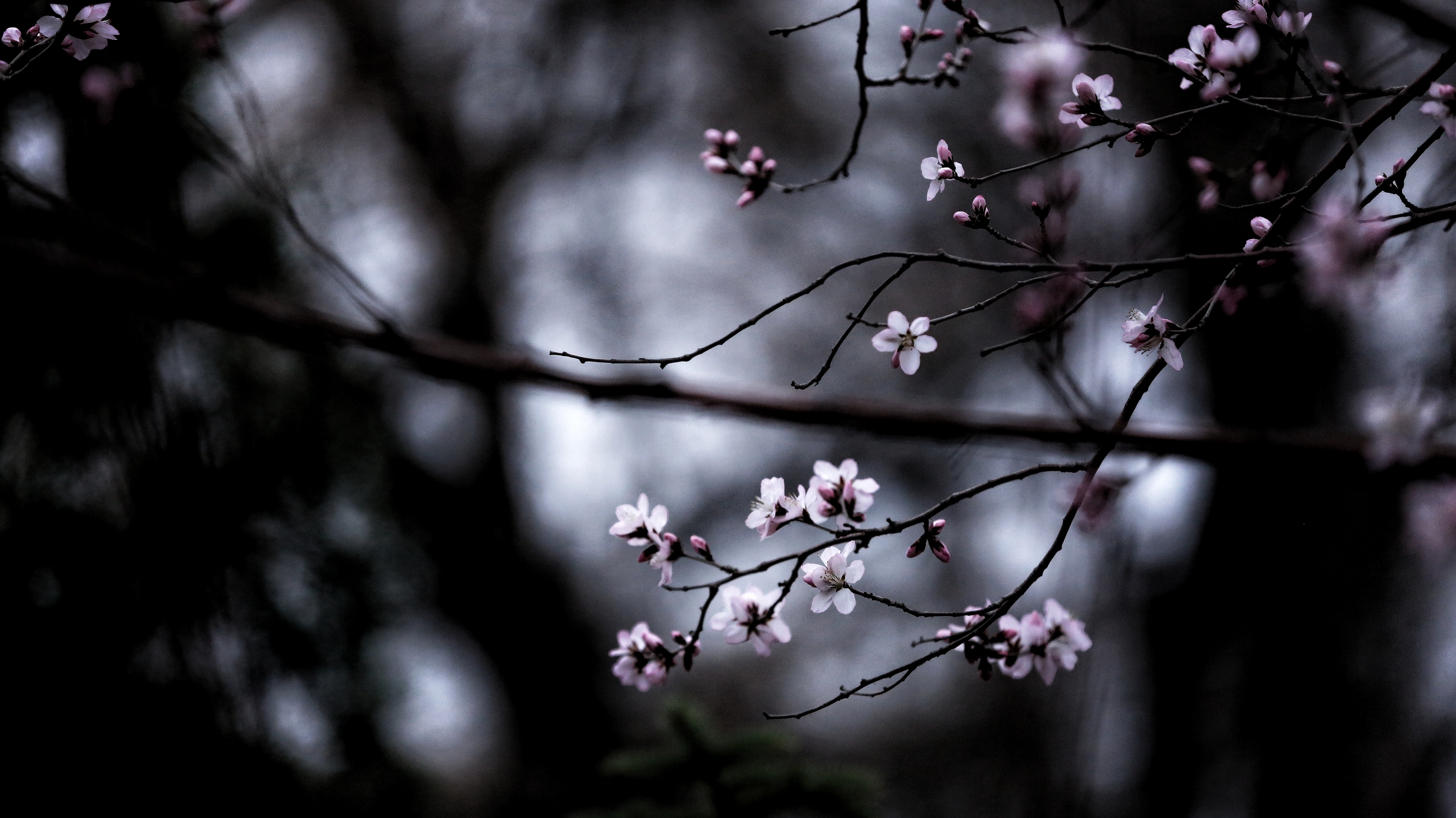 branches bloom macro blur 4k 1540575118