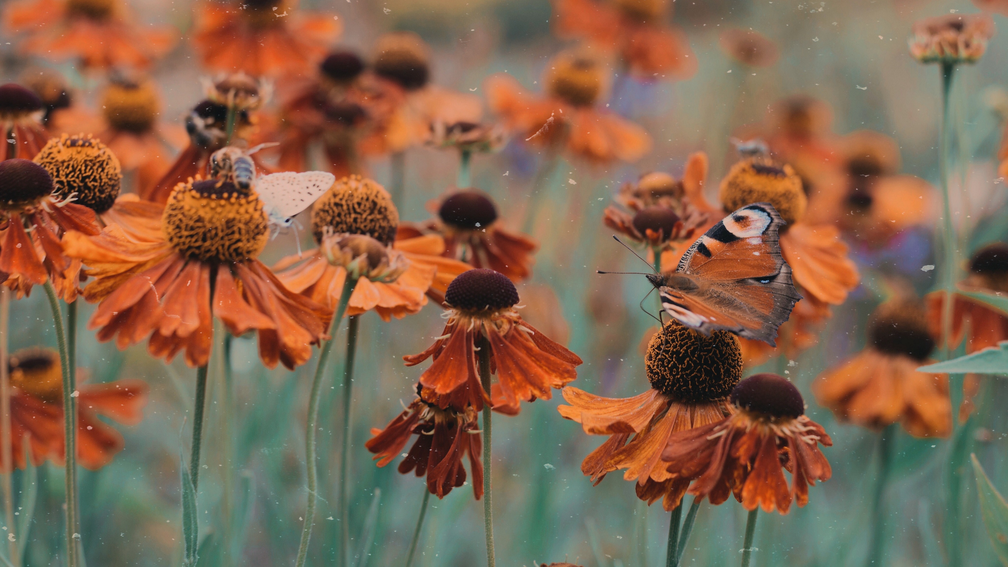 butterfly flowers flowerbed blur 4k 1540064944