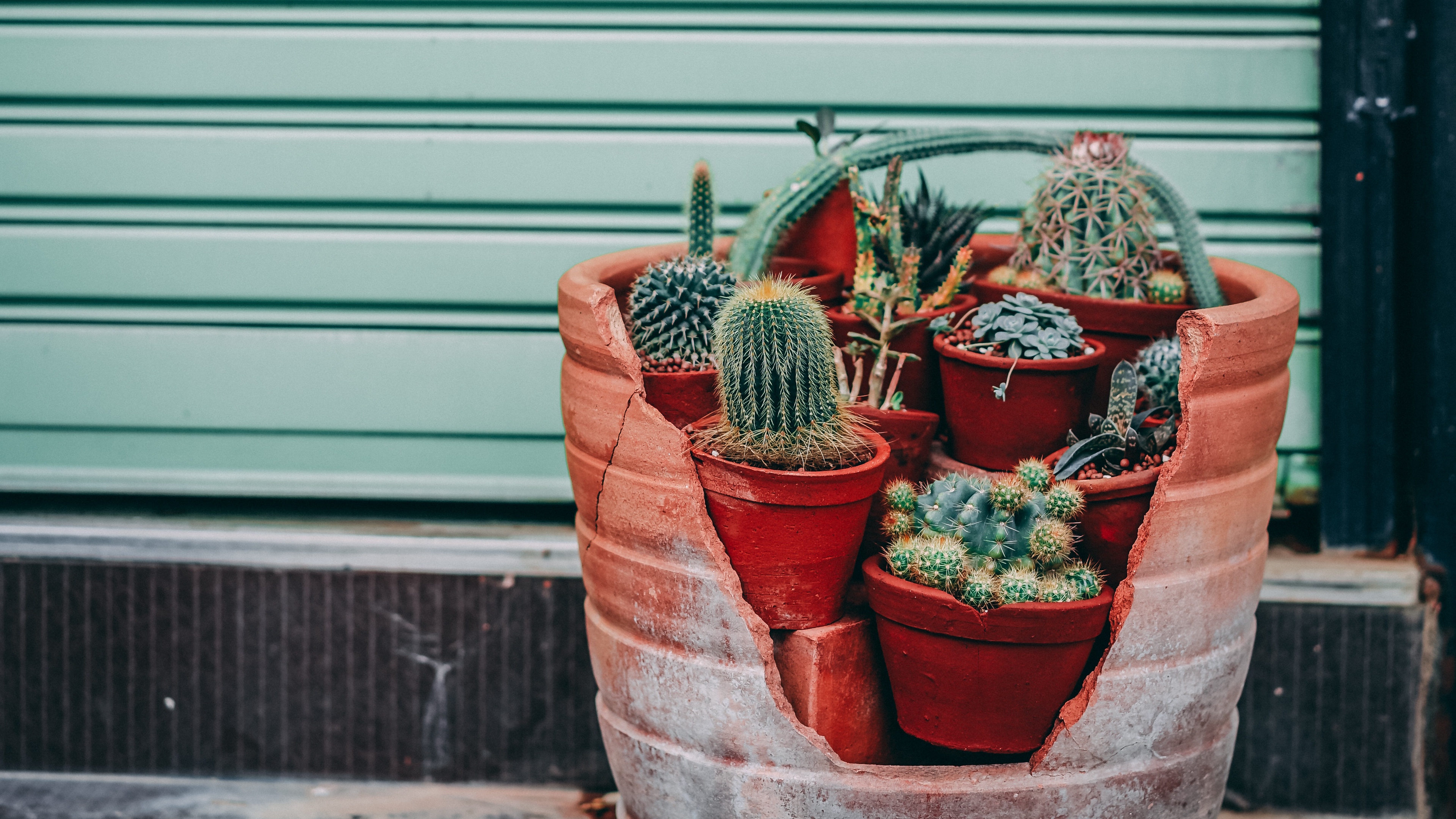 cactus flowers plants 4k 1540064111