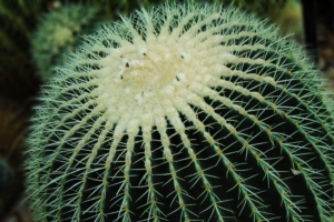 cactus succulent spines 4k 1540064169