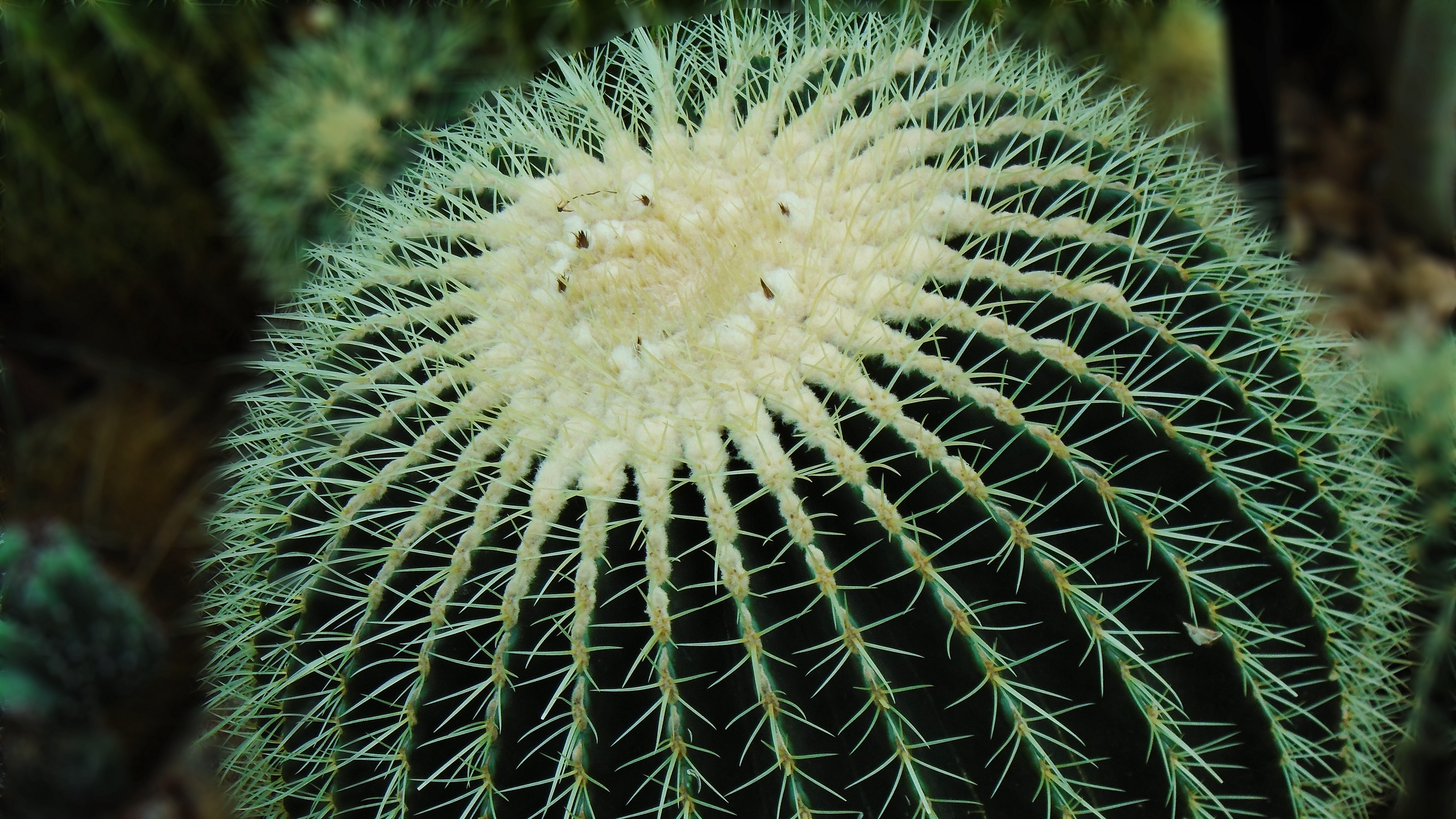 cactus succulent spines 4k 1540064169