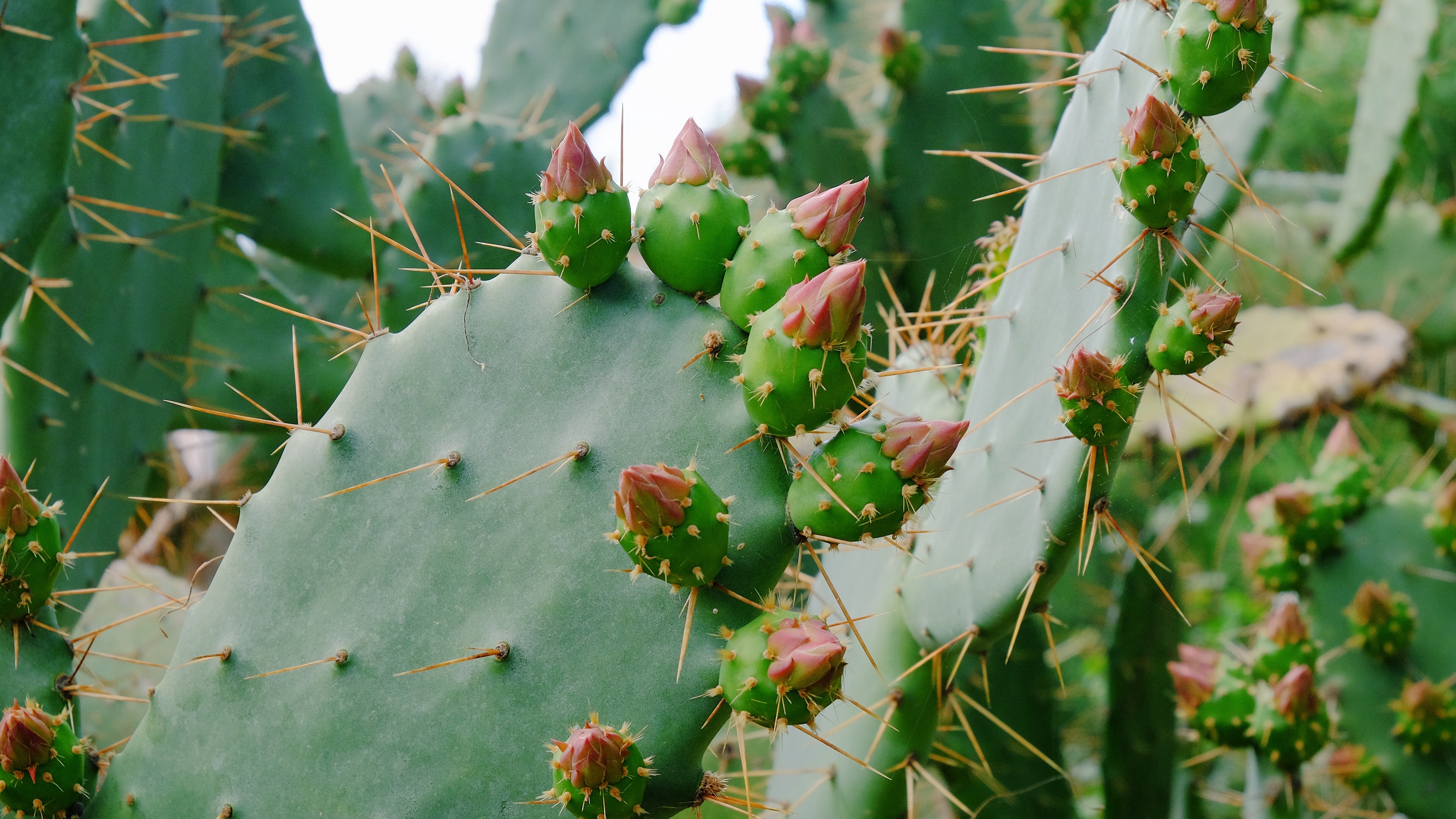 cactus succulent thorns flowers 4k 1540064500