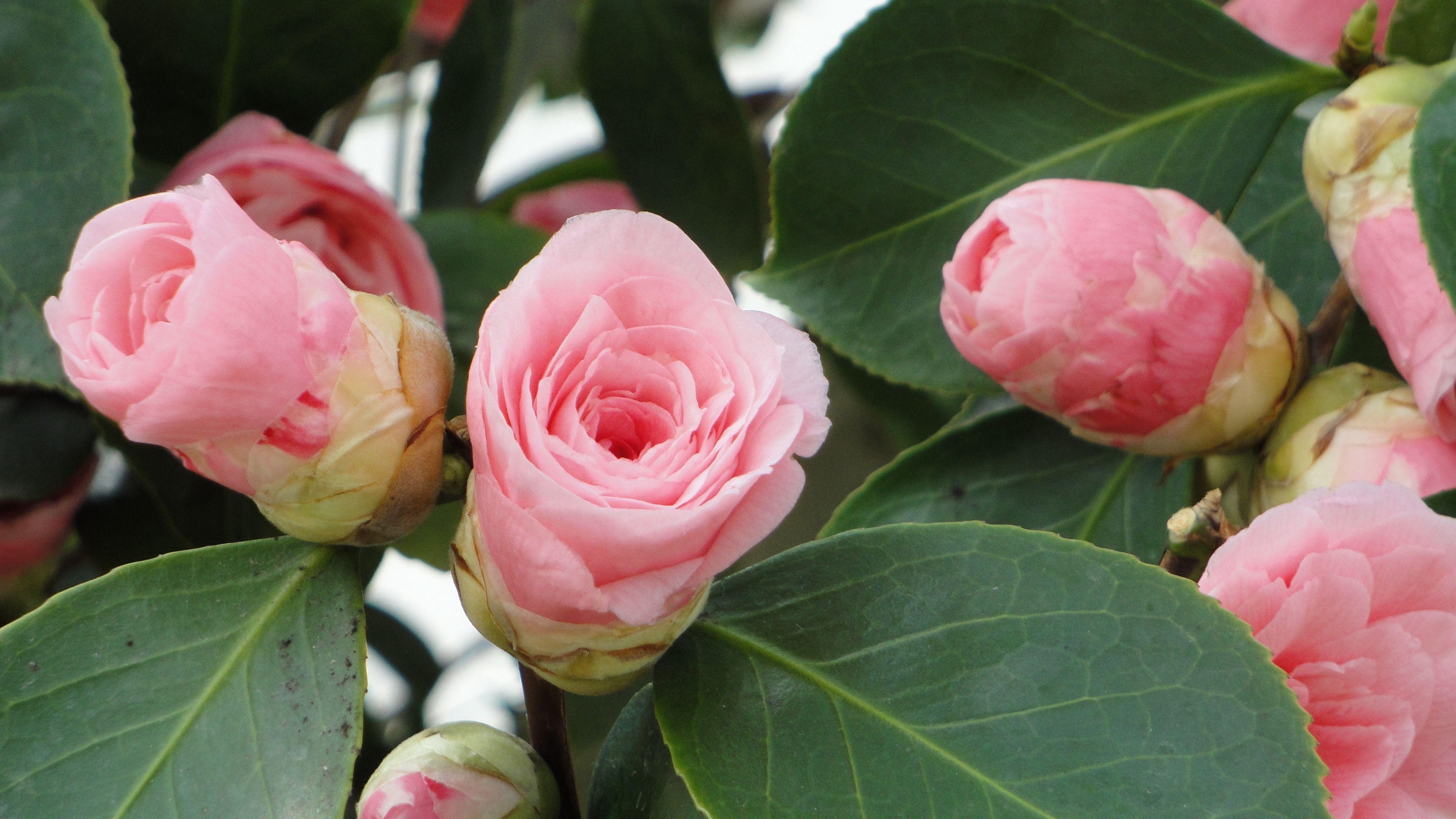 camellia buds leaves close up 4k 1540064310