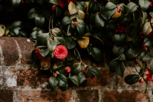 camellia wall bush bloom 4k 1540064412