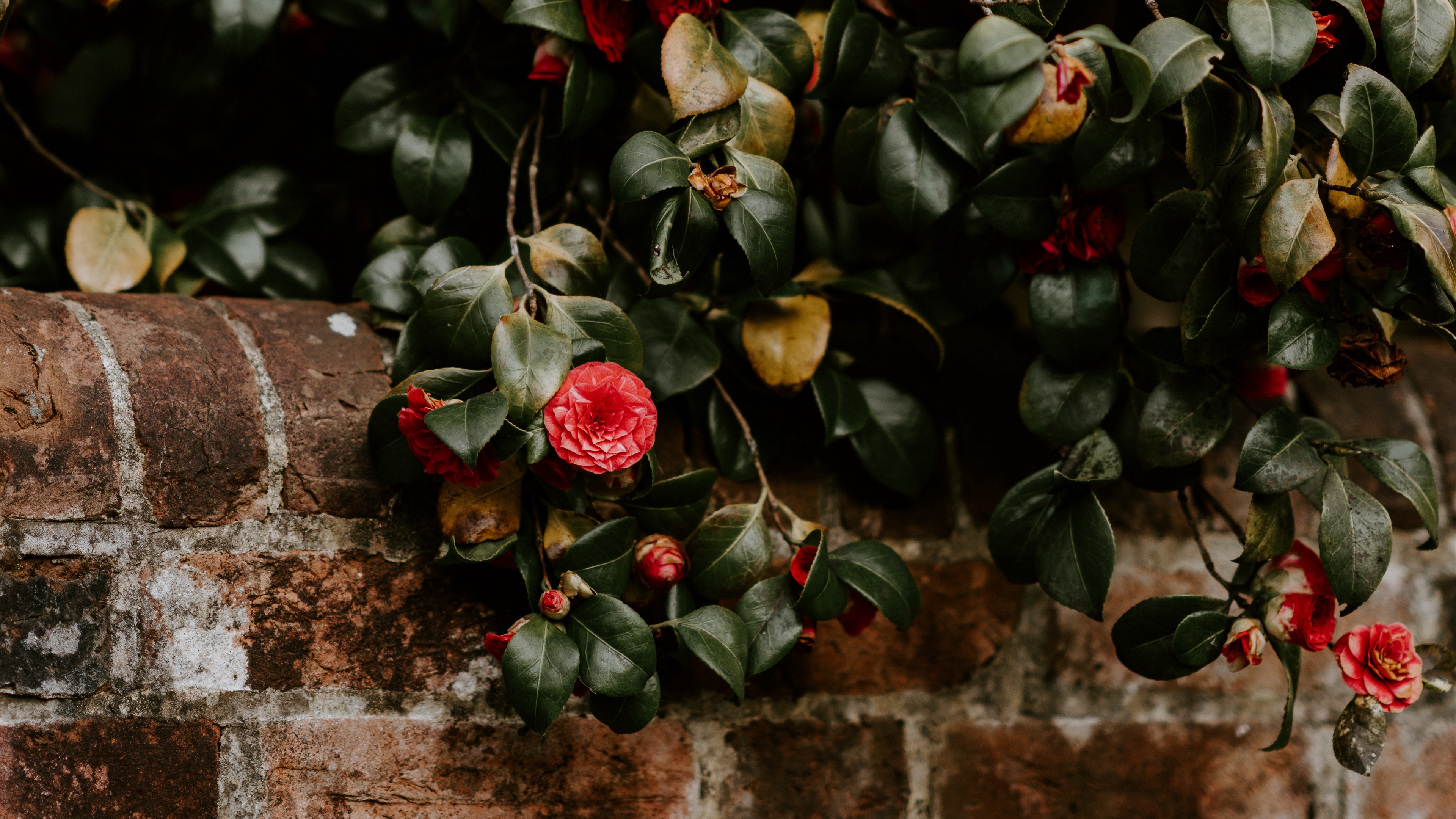 camellia wall bush bloom 4k 1540064412