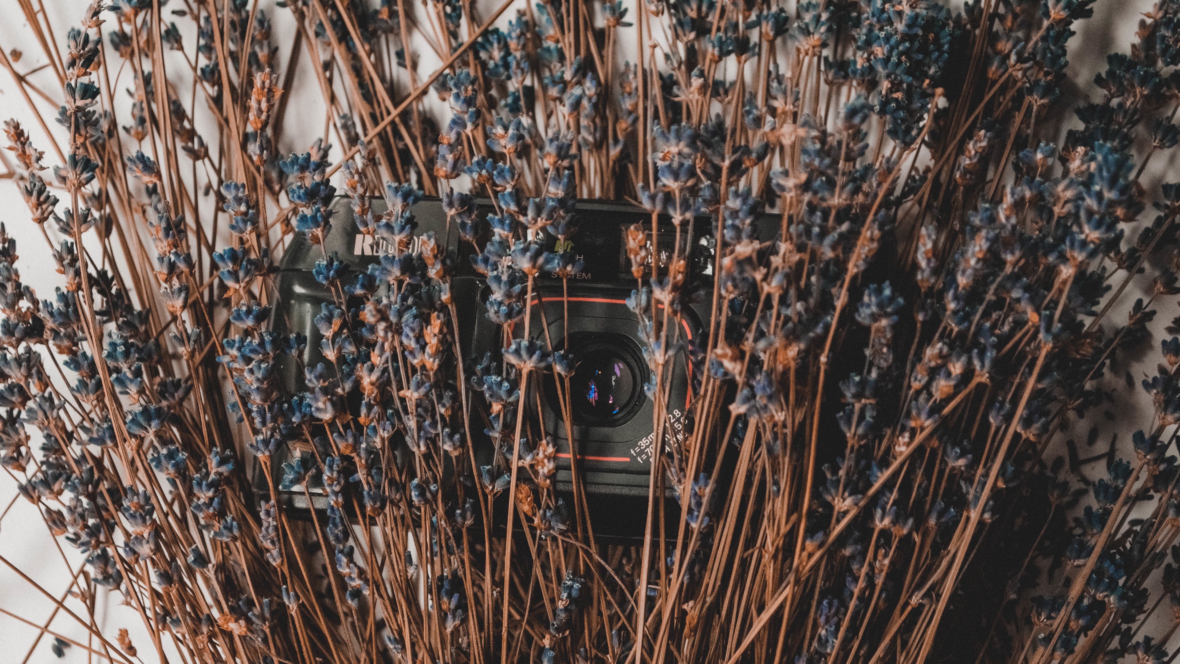 camera lavender flowers dry 4k 1540064540