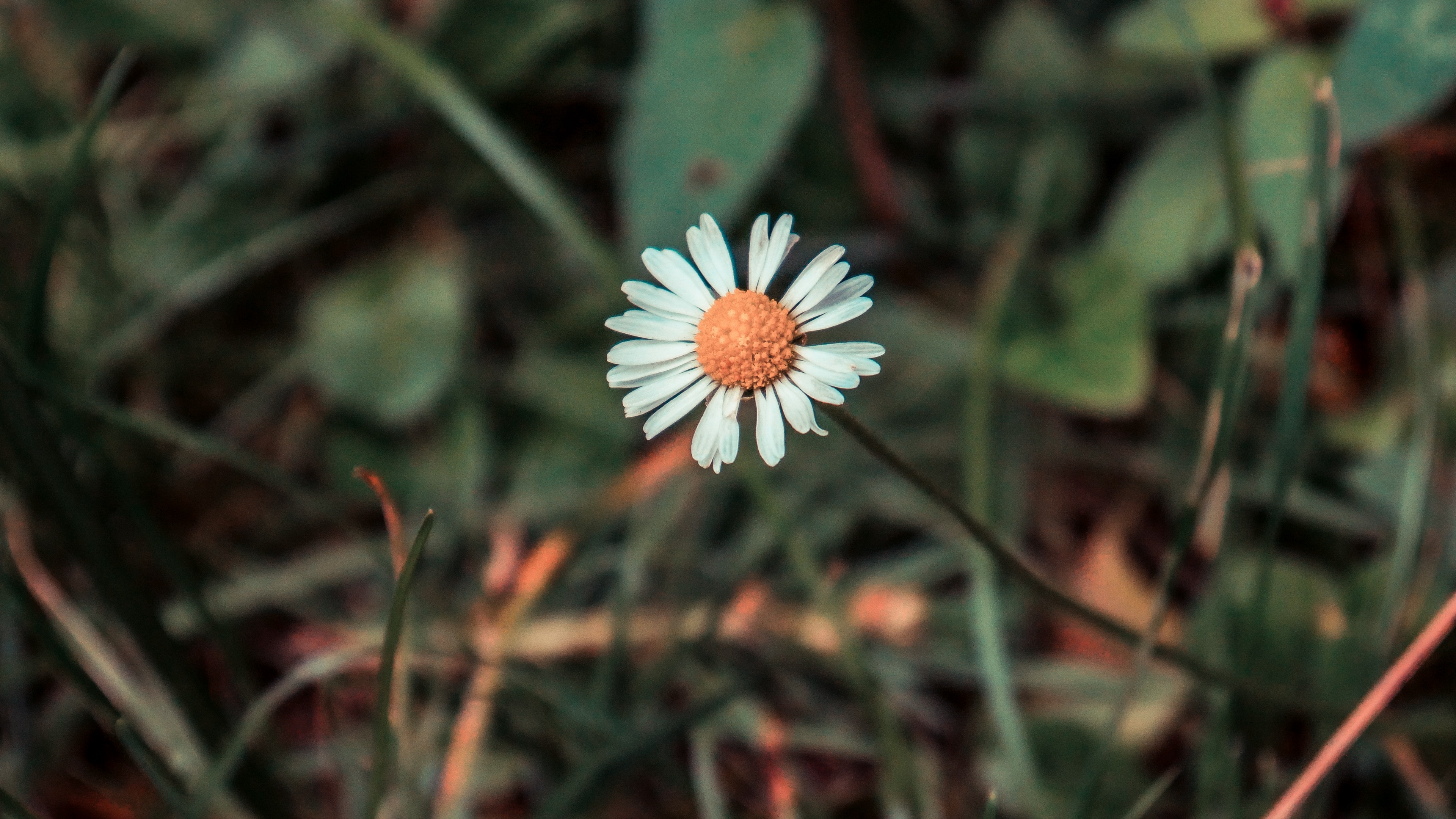 chamomile flower field flower blur 4k 1540064153