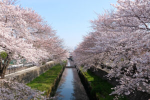 cherry trees seasonal 4k 1540136219