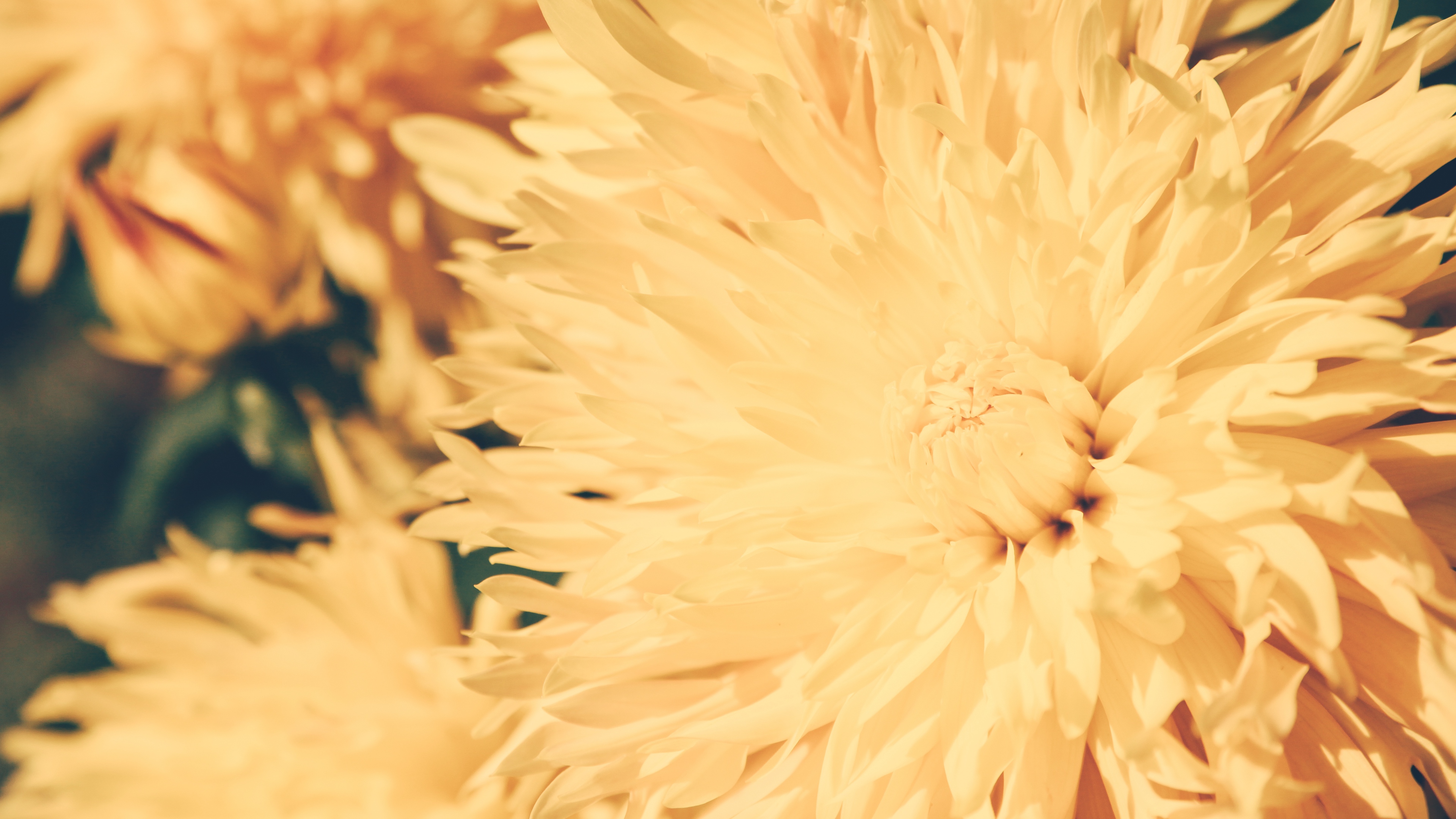 chrysanthemum petals flower bright 4k 1540064545