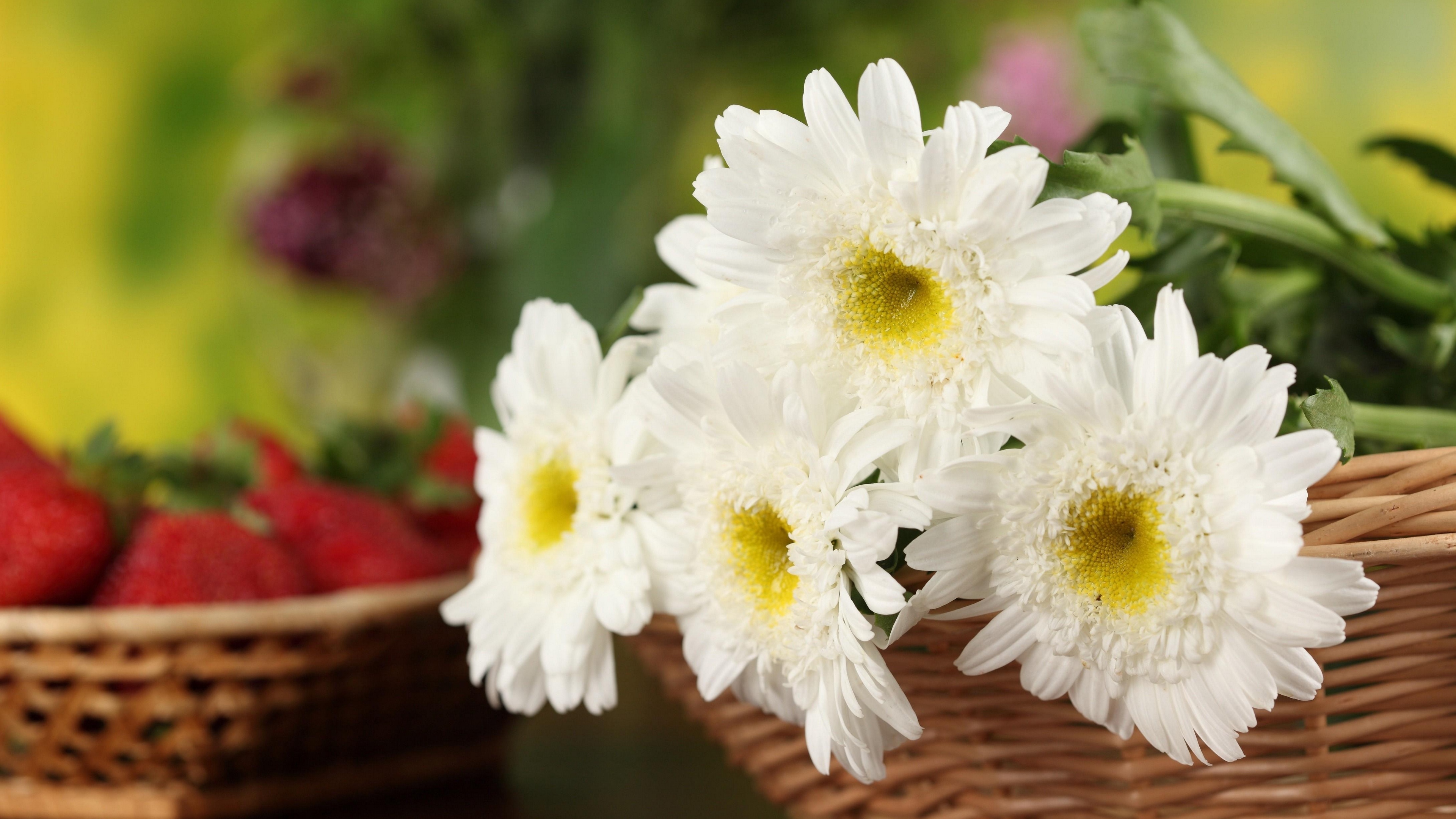 chrysanthemums flowers white basket close up 4k 1540064180