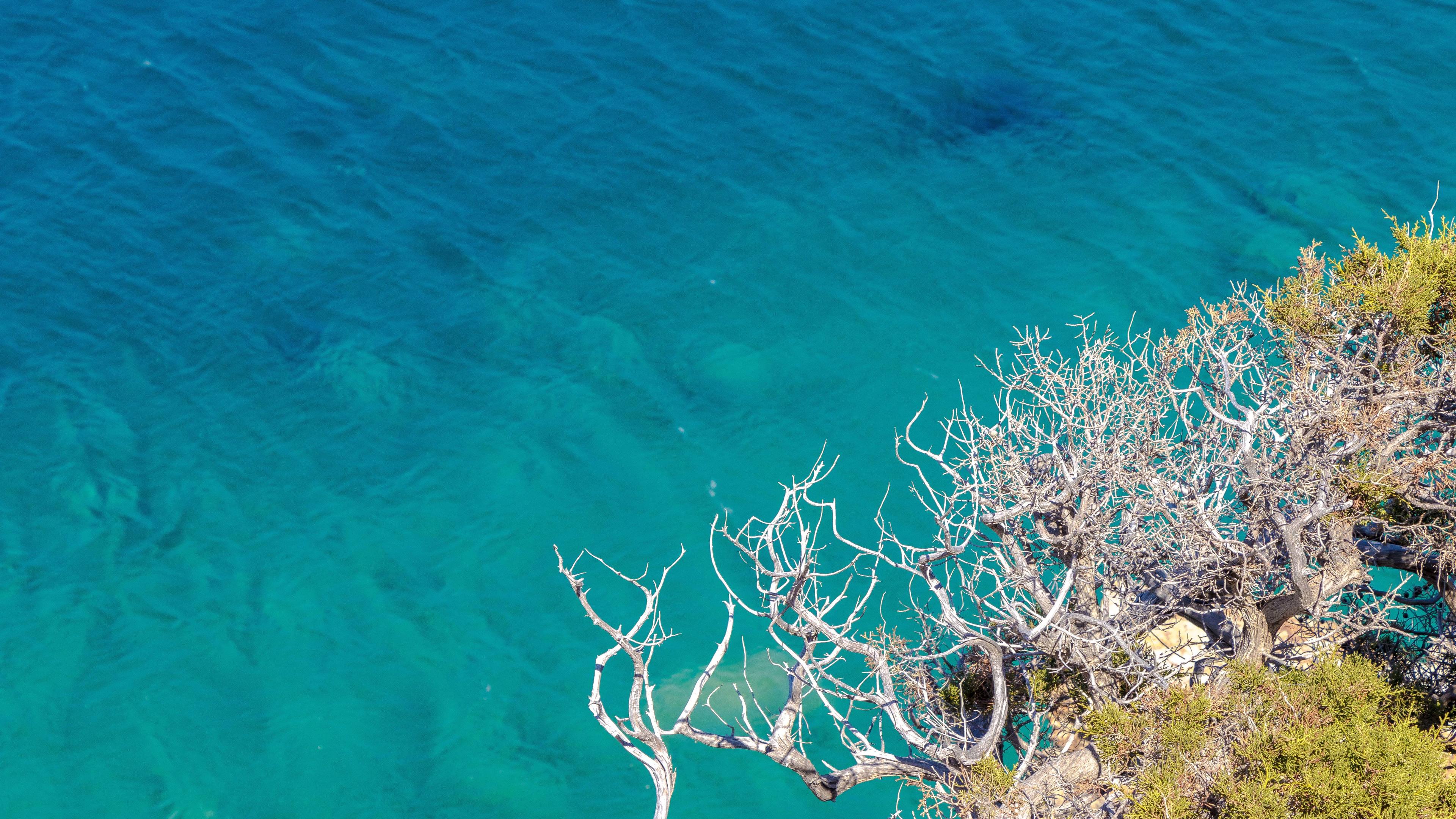 clear sea trees branches ultra quality 4k 1540133703