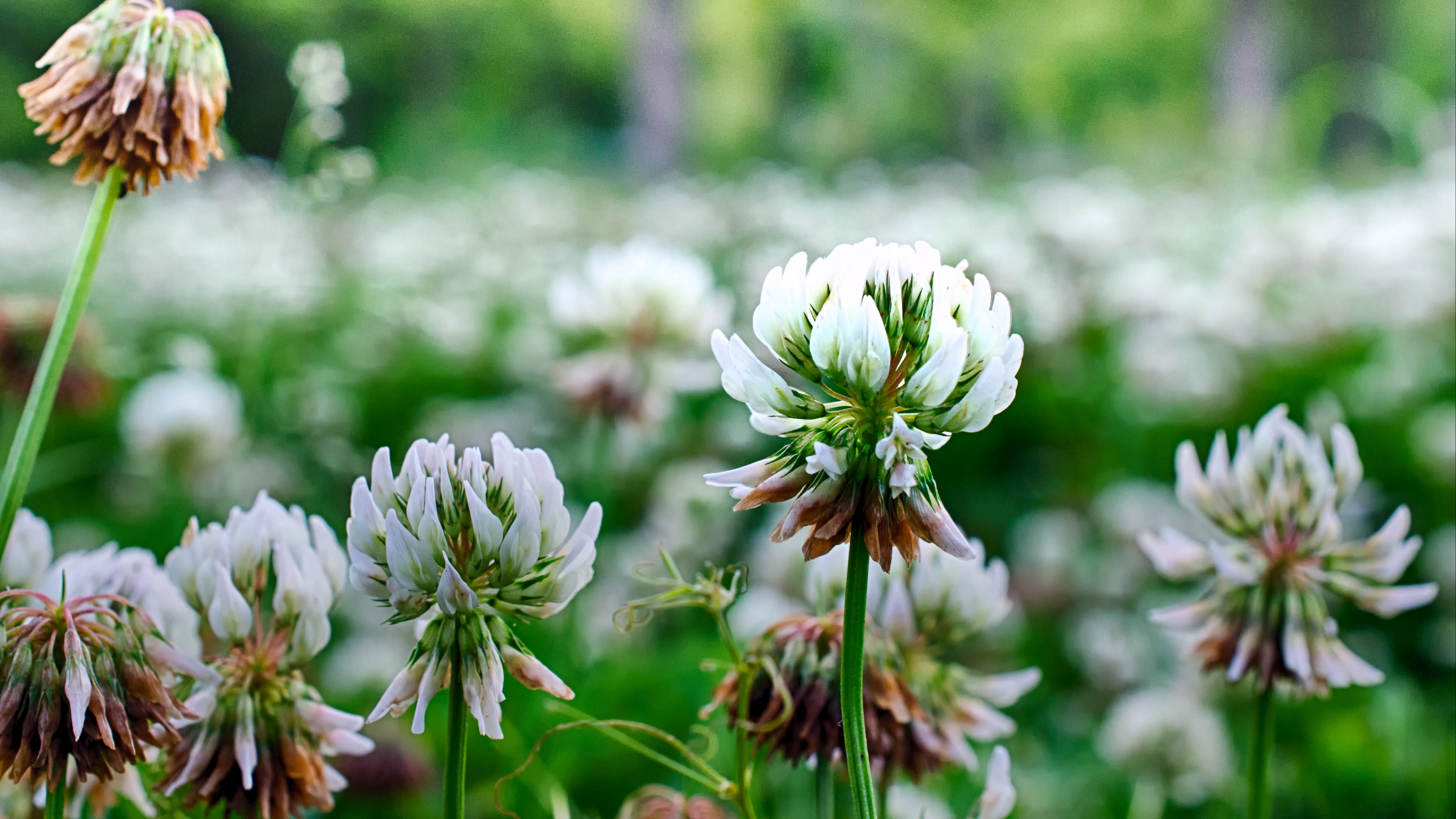 clover flowers plant 4k 1540064721