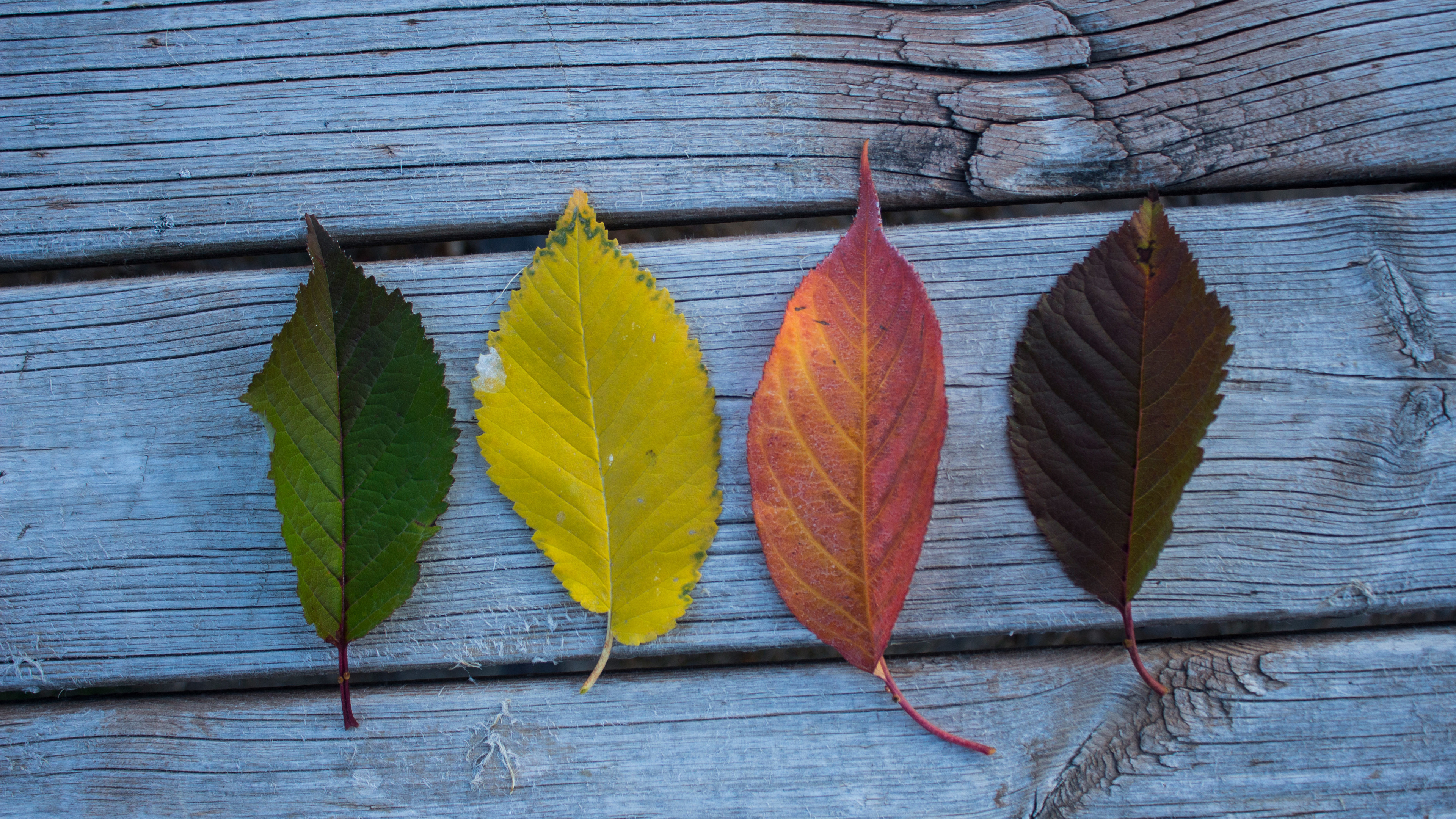 colorful leaves wood outdoors 4k 1540134809