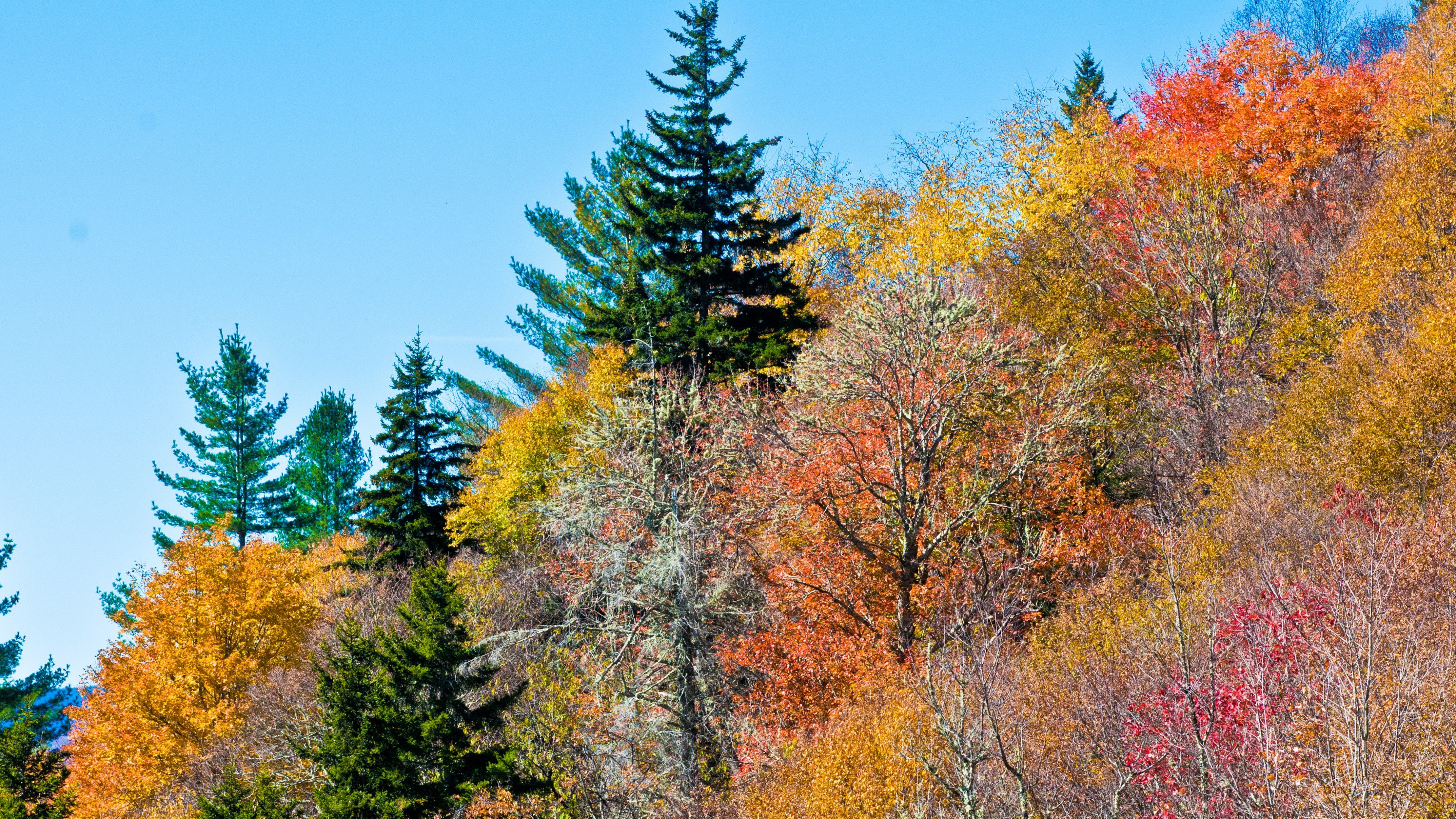 colorful trees 4k 1540131535