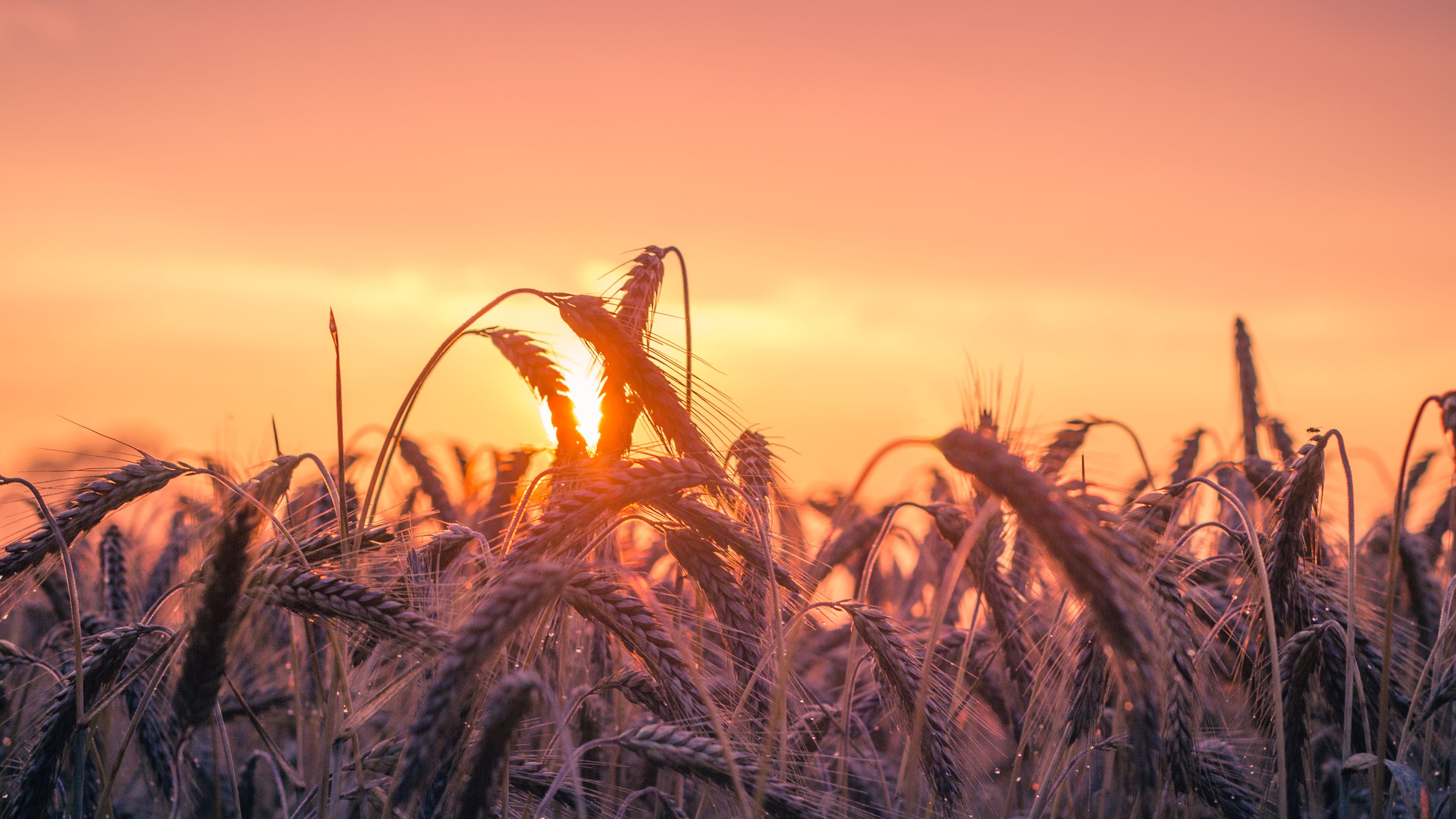 cornfield sunset 4k 1540137259