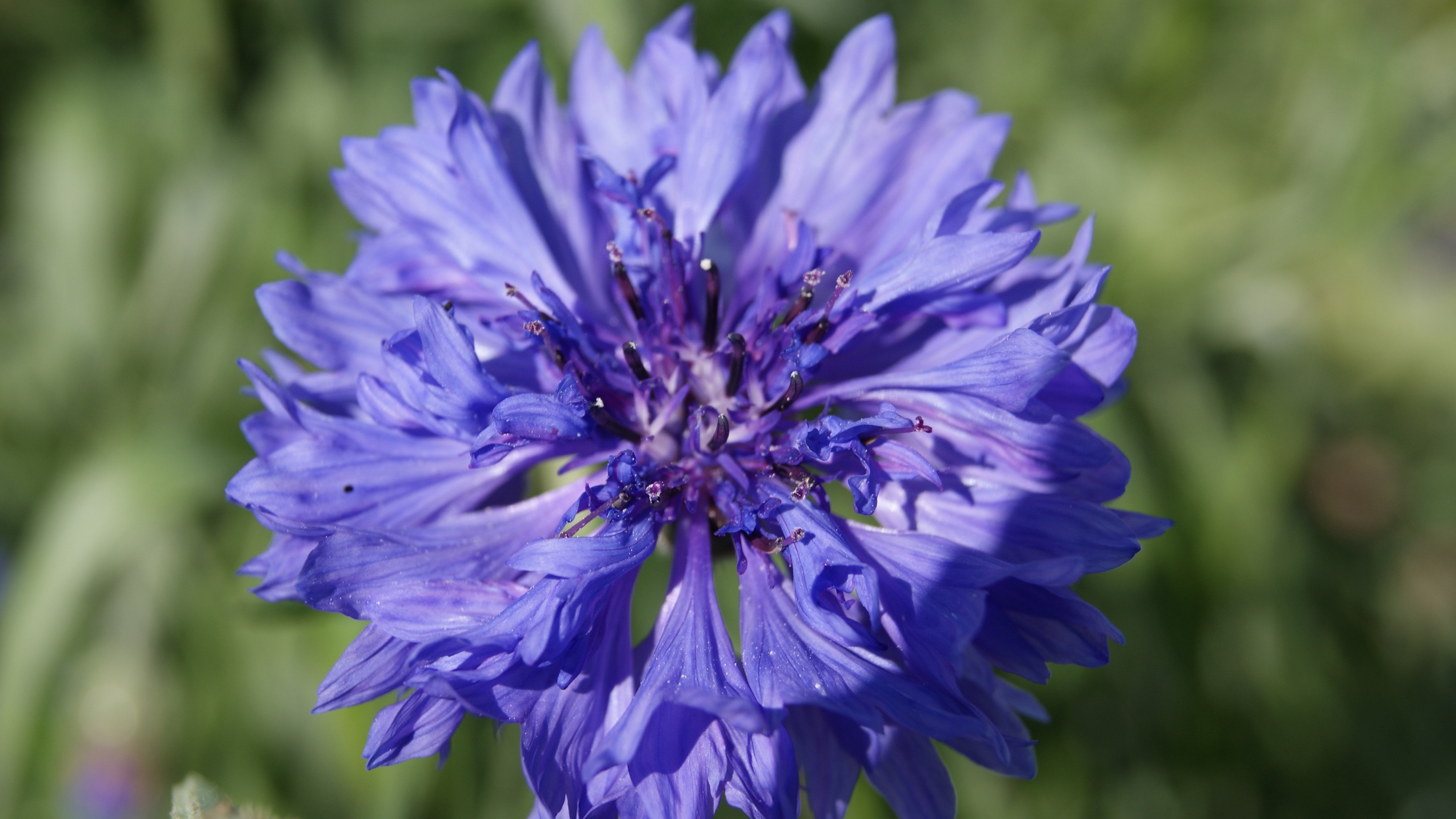 cornflower flower sunny summer close up 4k 1540064301