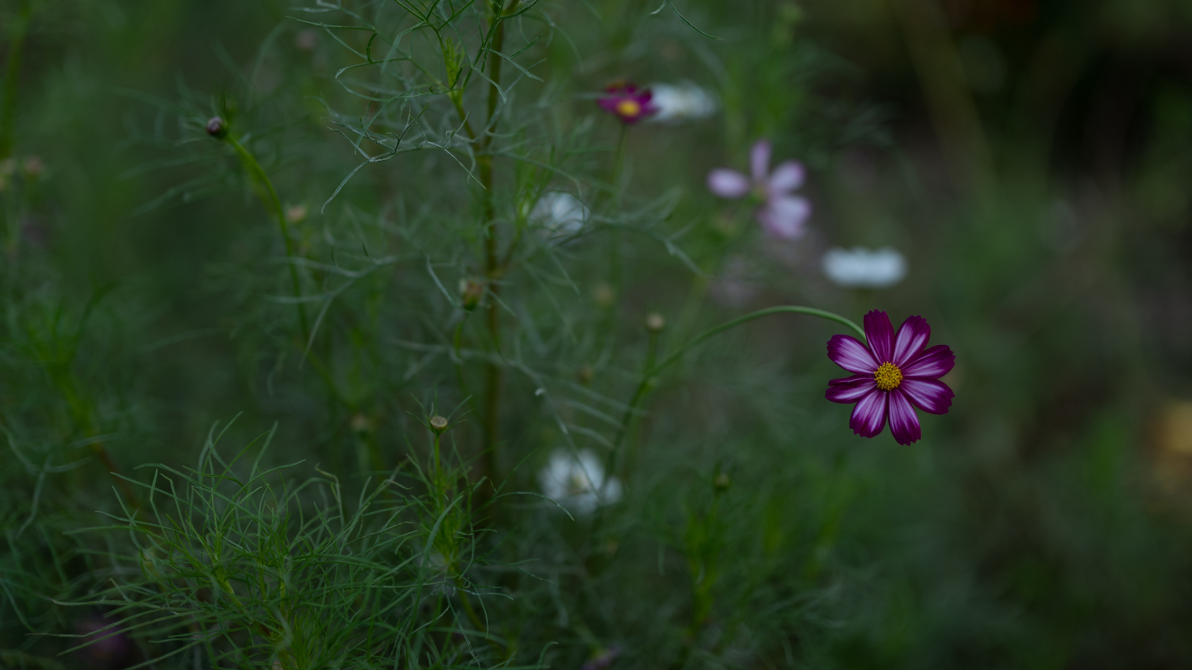 cosmos flower field bloom blur grass 4k 1540064147