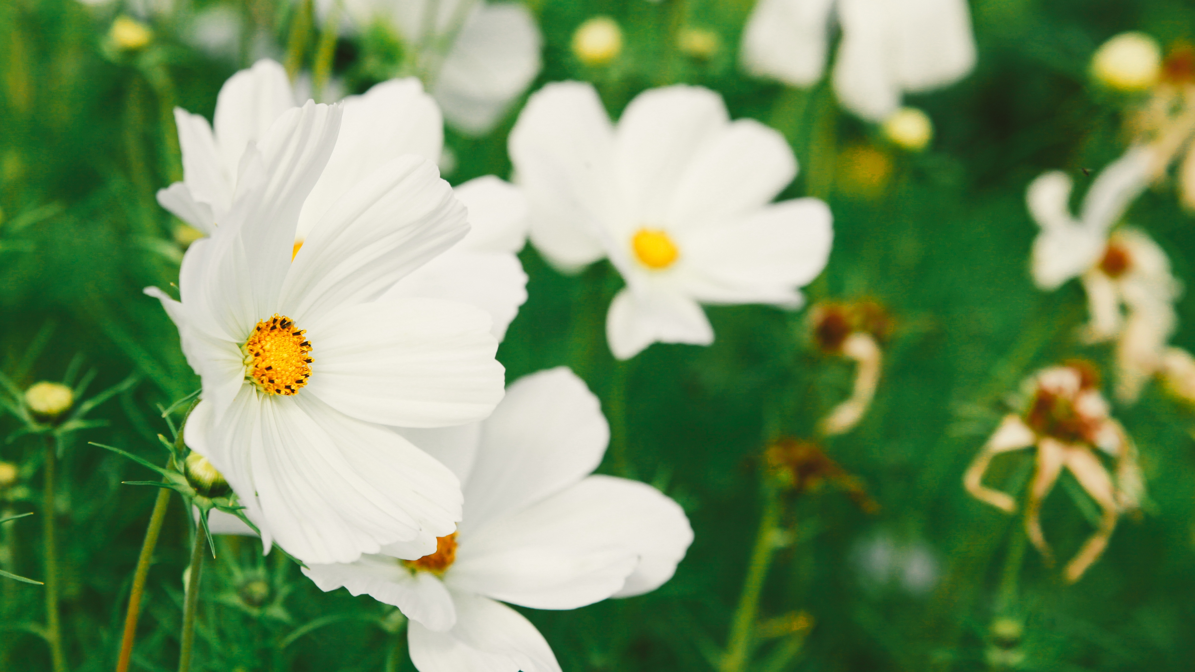 cosmos flower white field blur 4k 1540064535