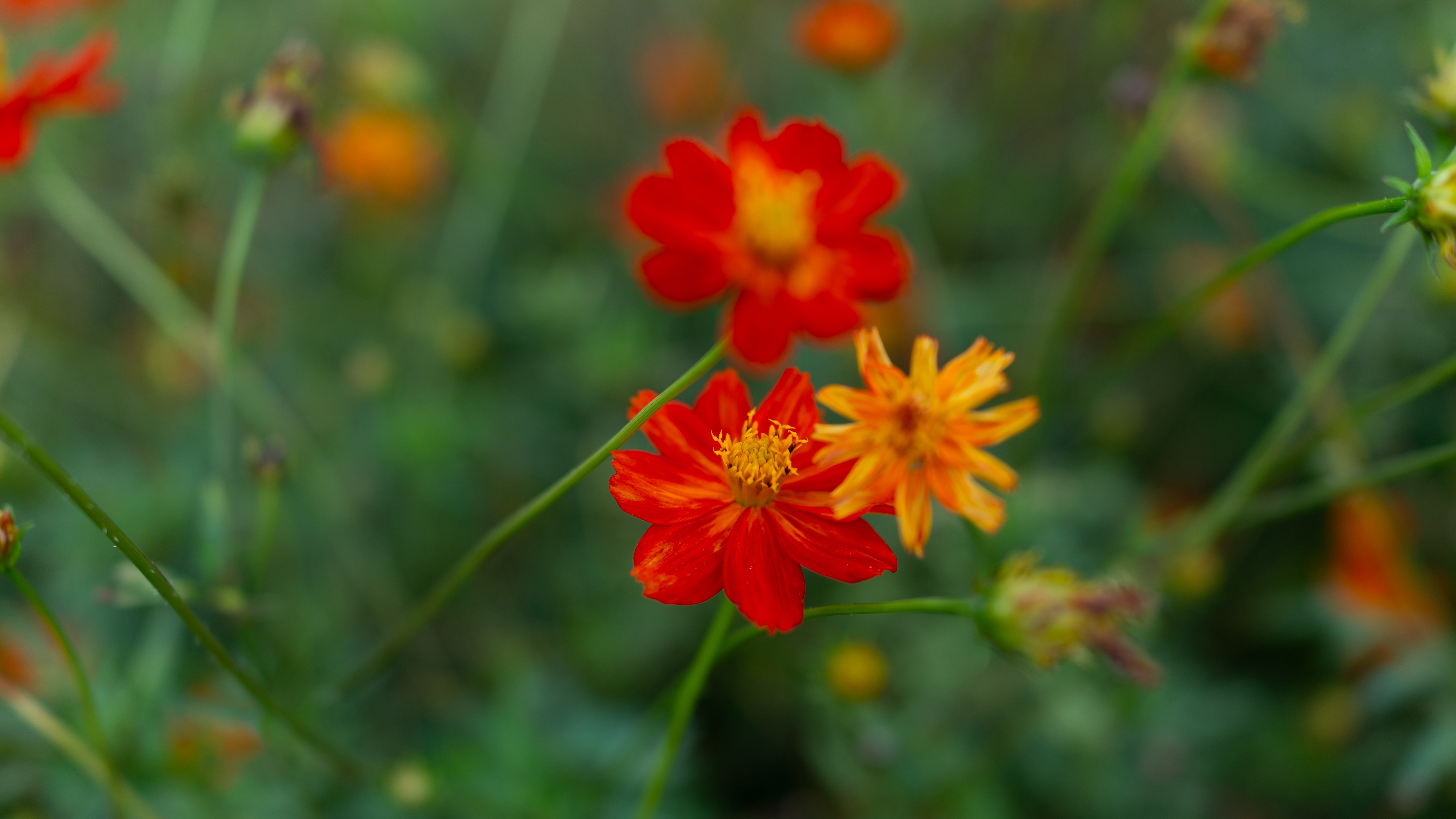 cosmos flowers wild flowers blur blossom 4k 1540064149