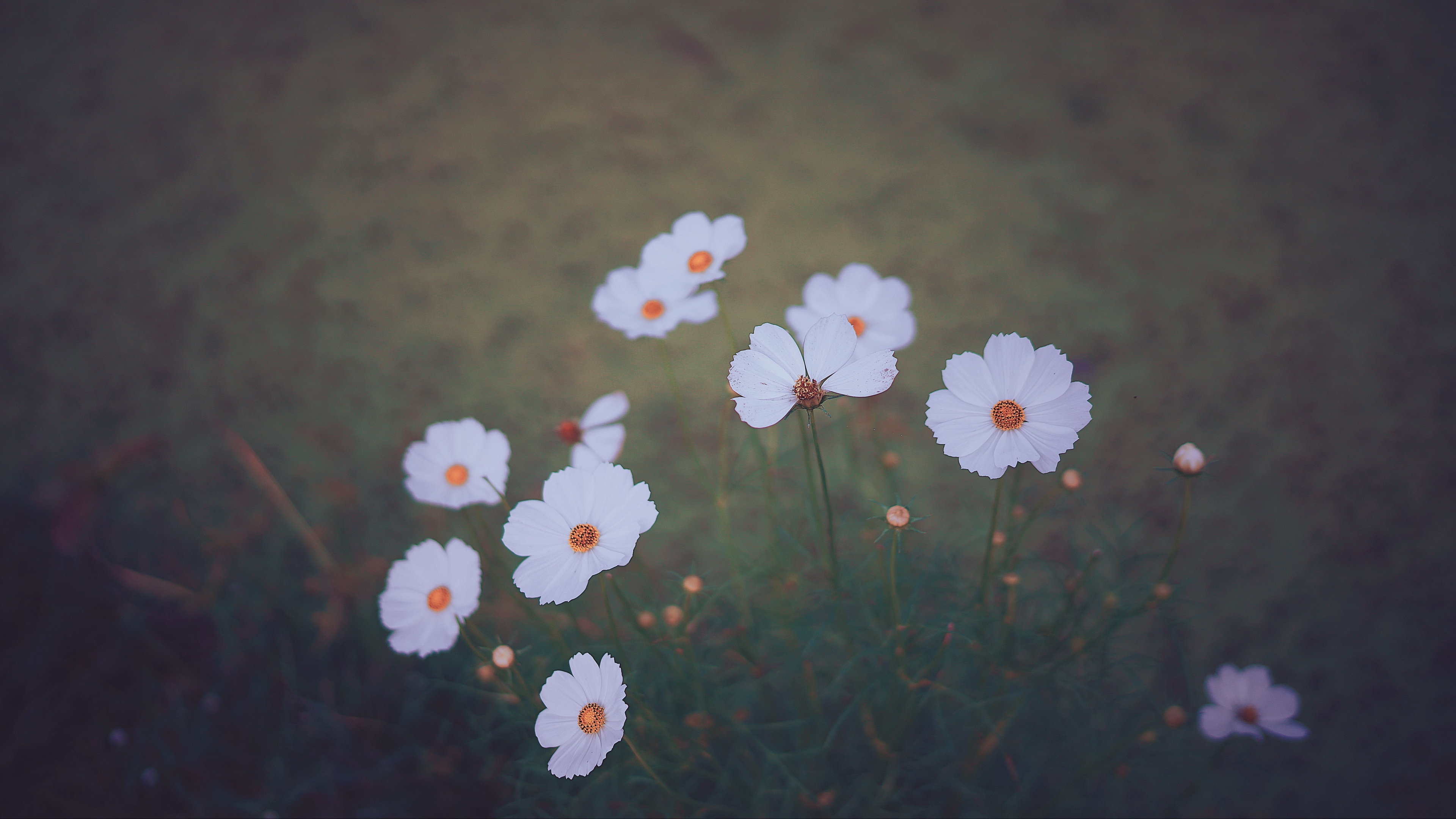 cosmos wildflowers blur 4k 1540064487