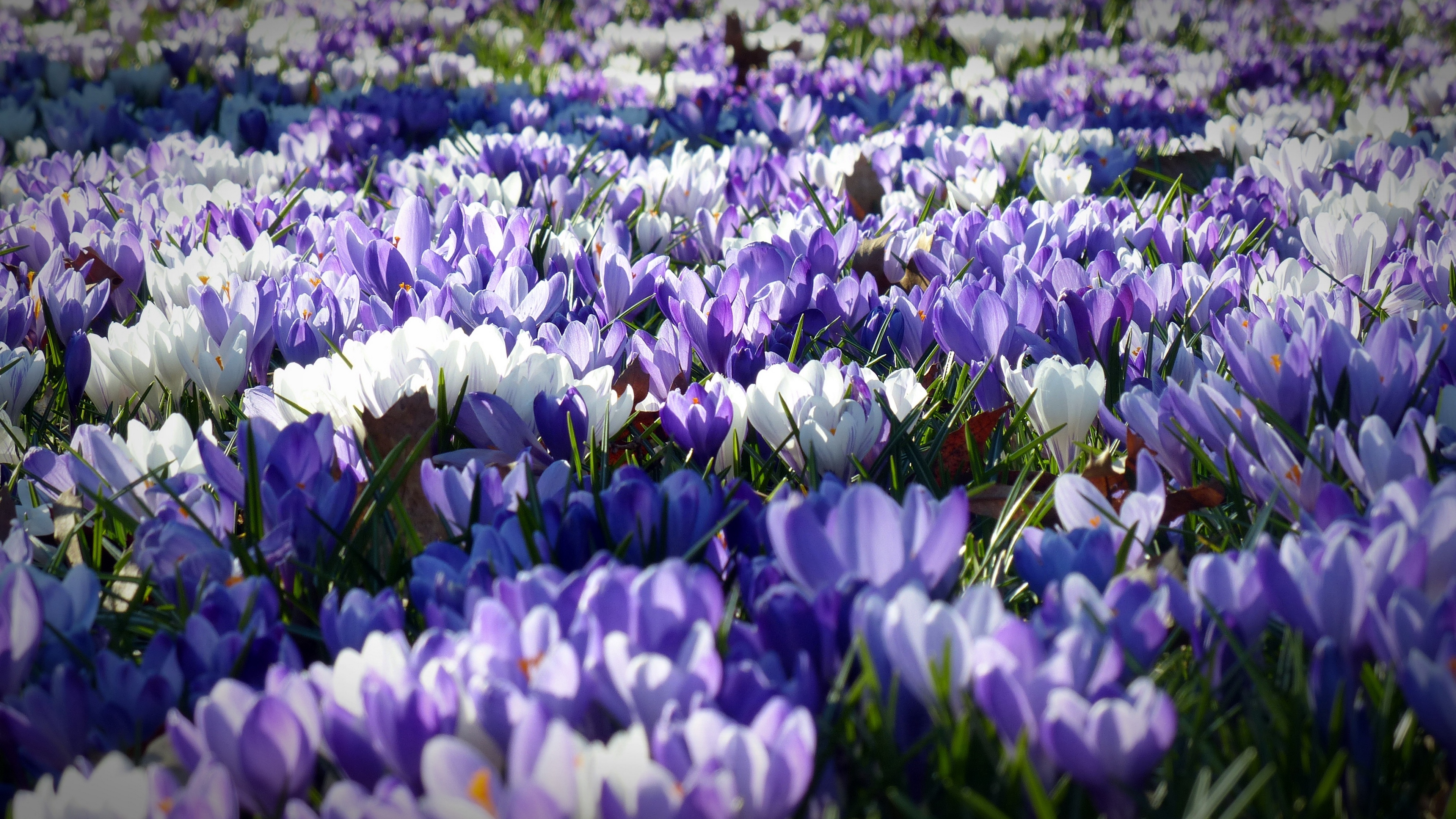 crocus garden flowers field 4k 1540064961