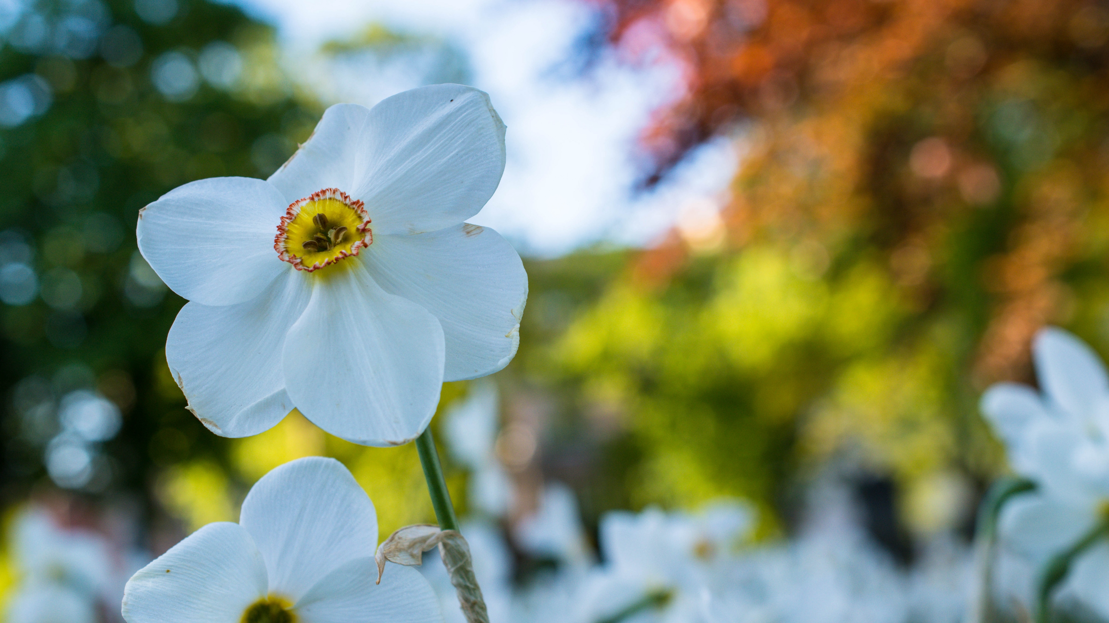 daffodil flower white petals 4k 1540064516