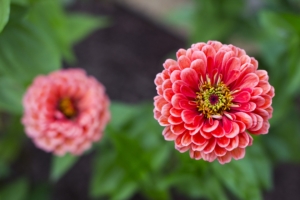 dahlias flower petals blur pink close up 4k 1540064403