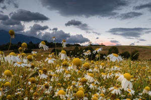 daisies field cloudy summer 4k 1540064942