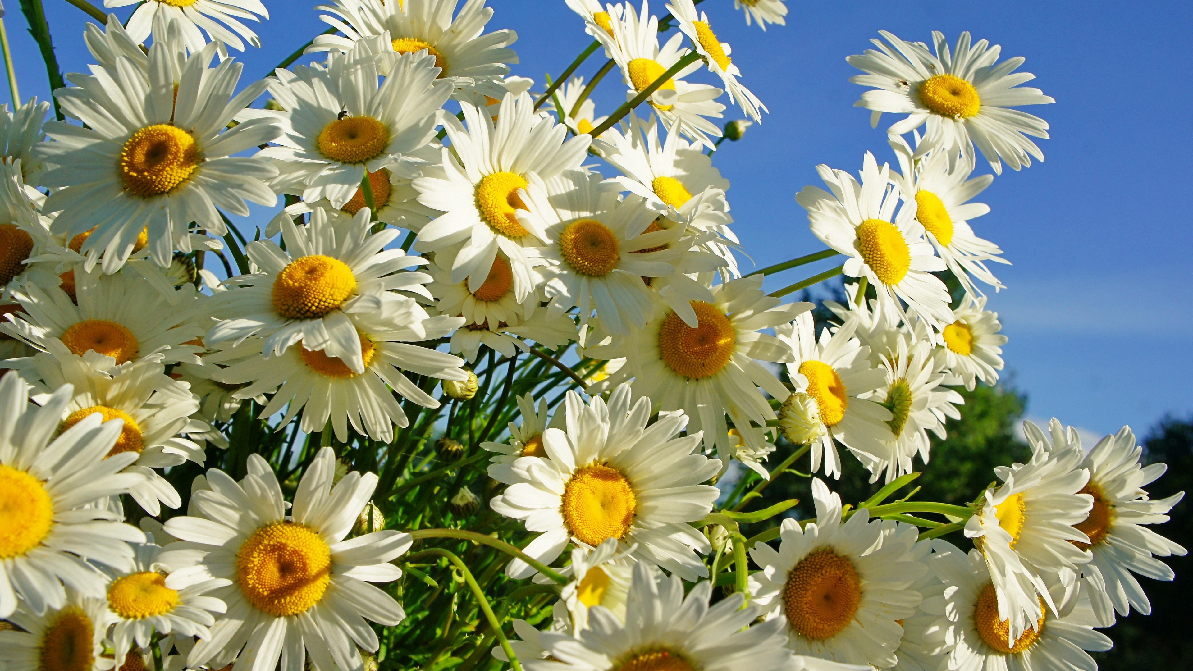 daisies flower sky sunny summer 4k 1540065157