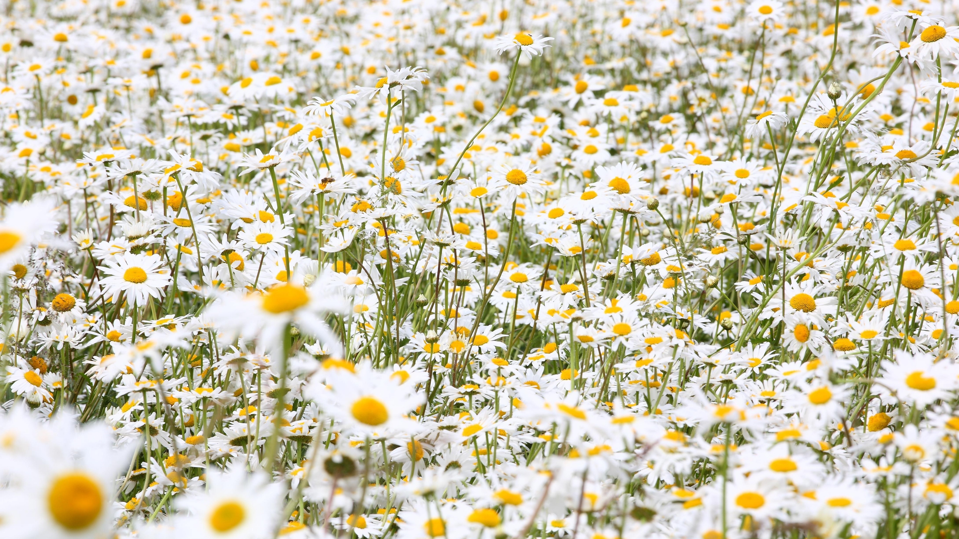 daisies flowers field many summer 4k 1540065044