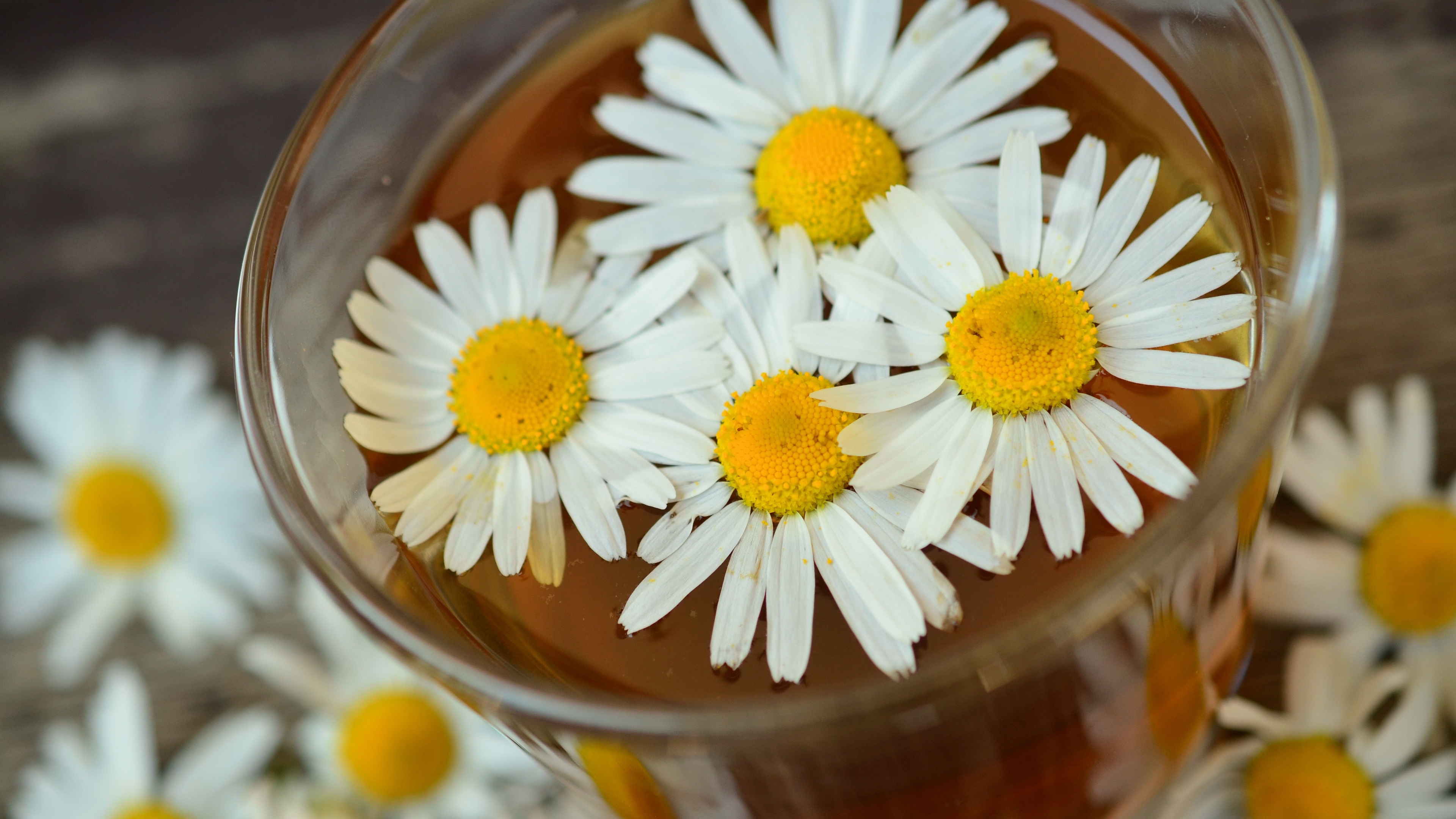 daisy drink petals 4k 1540064736