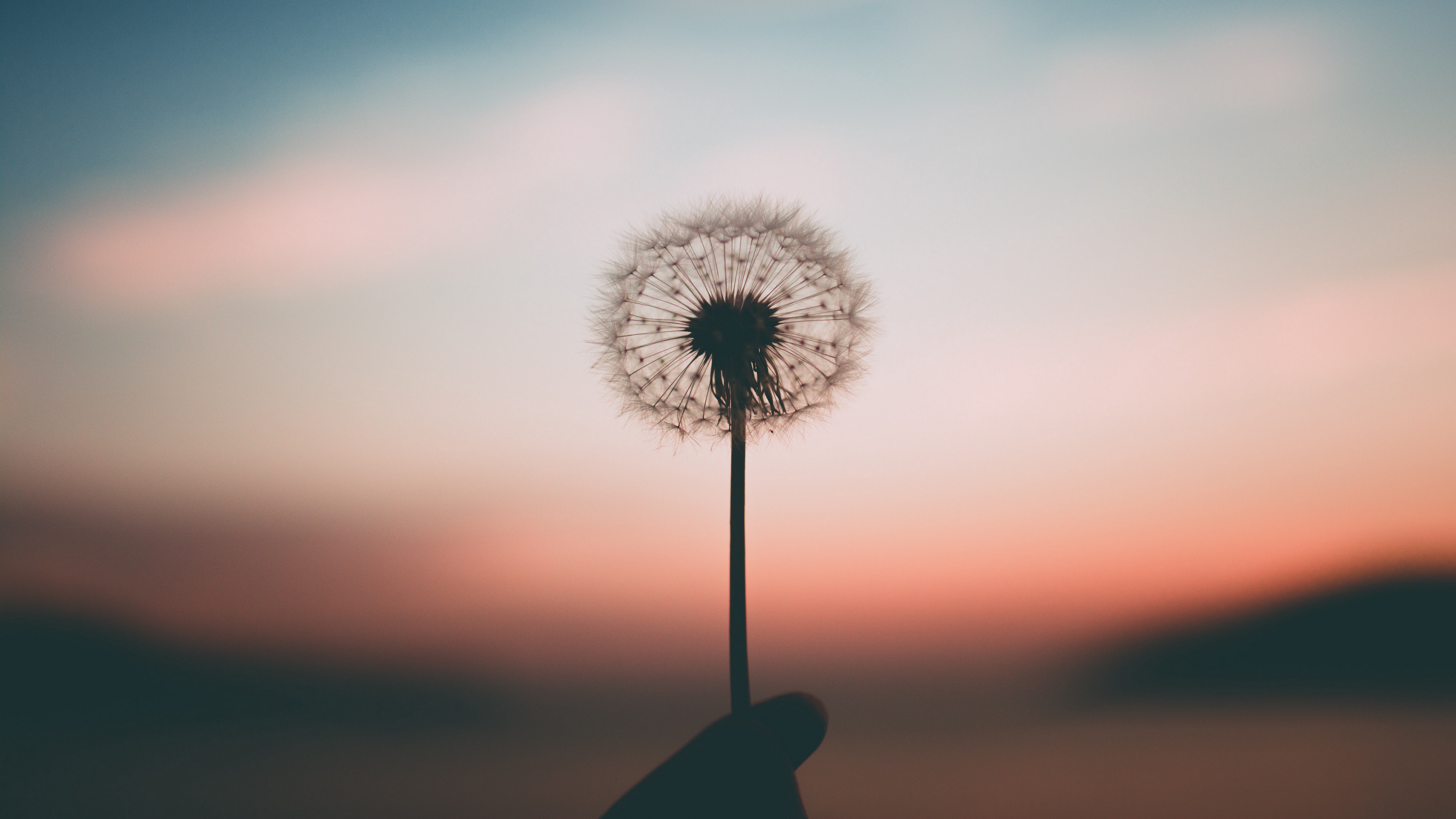 dandelion blur fluff hand 4k 1540575745