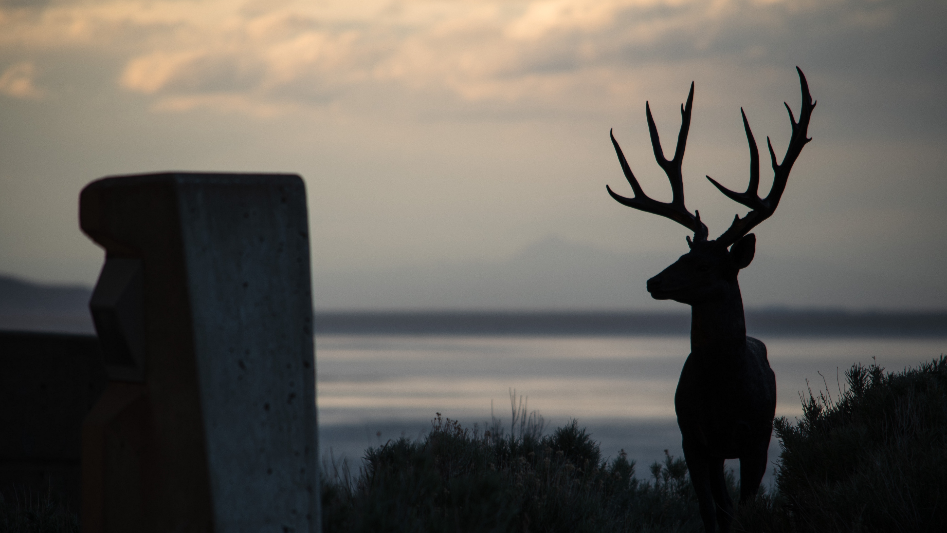 deer silhouette horns night 4k 1540574748