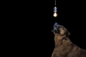 dog light bulb idea 4k 1540574348