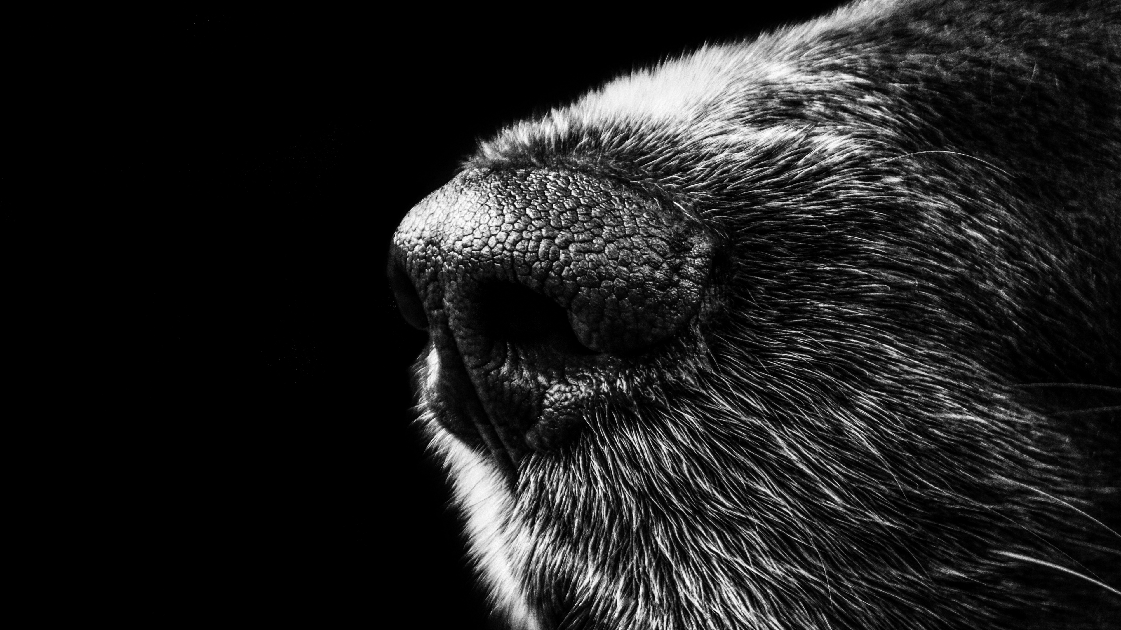 dog, nose, bw 4k